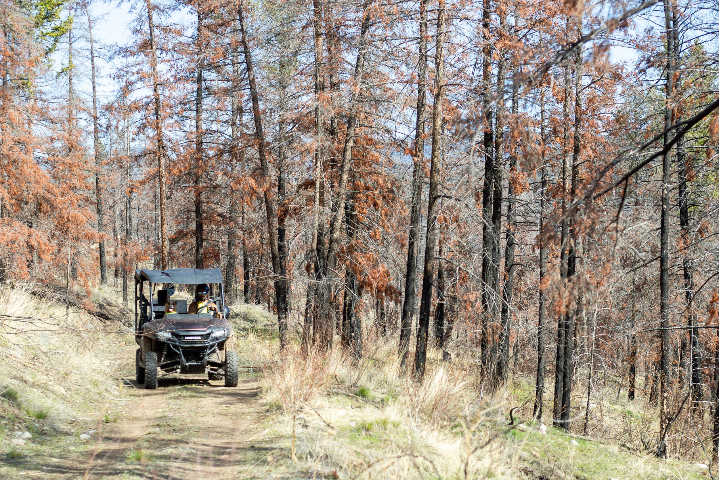 A black off-road vehicle with people inside driving along a dirt path through a forest.