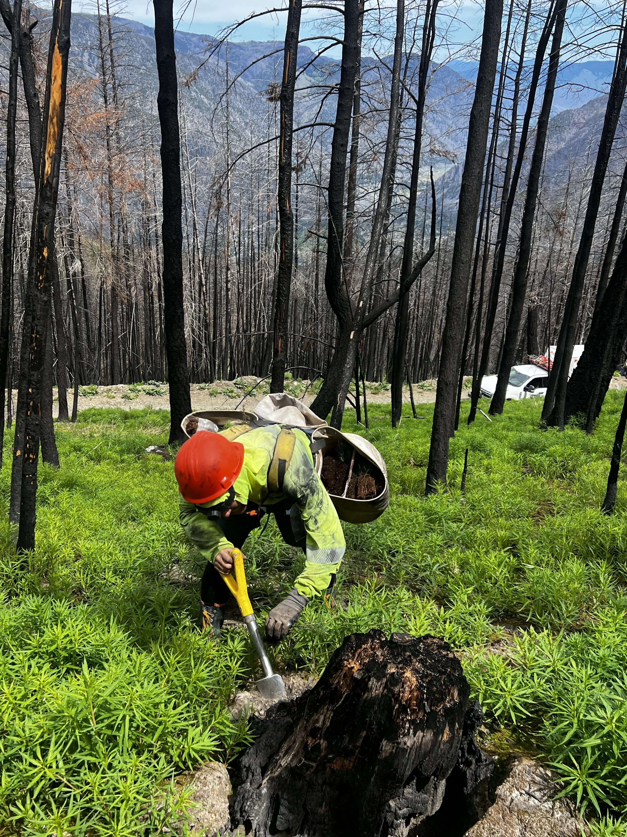 A forest tree planter wearing a red helmet and reflective work clothes is digging in the ground with a shovel in a forest area affected by fire, with blackened trees and some green grass.