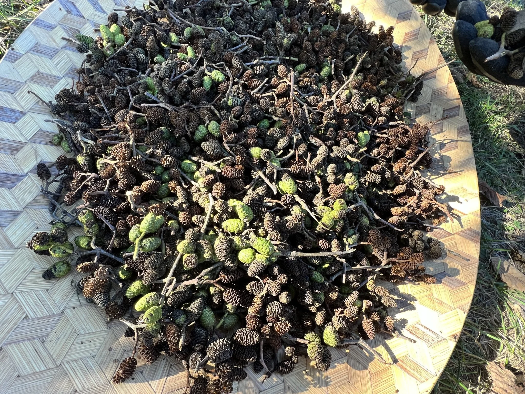 A large pile of pine cones and green tips on a woven bamboo tray outdoors.