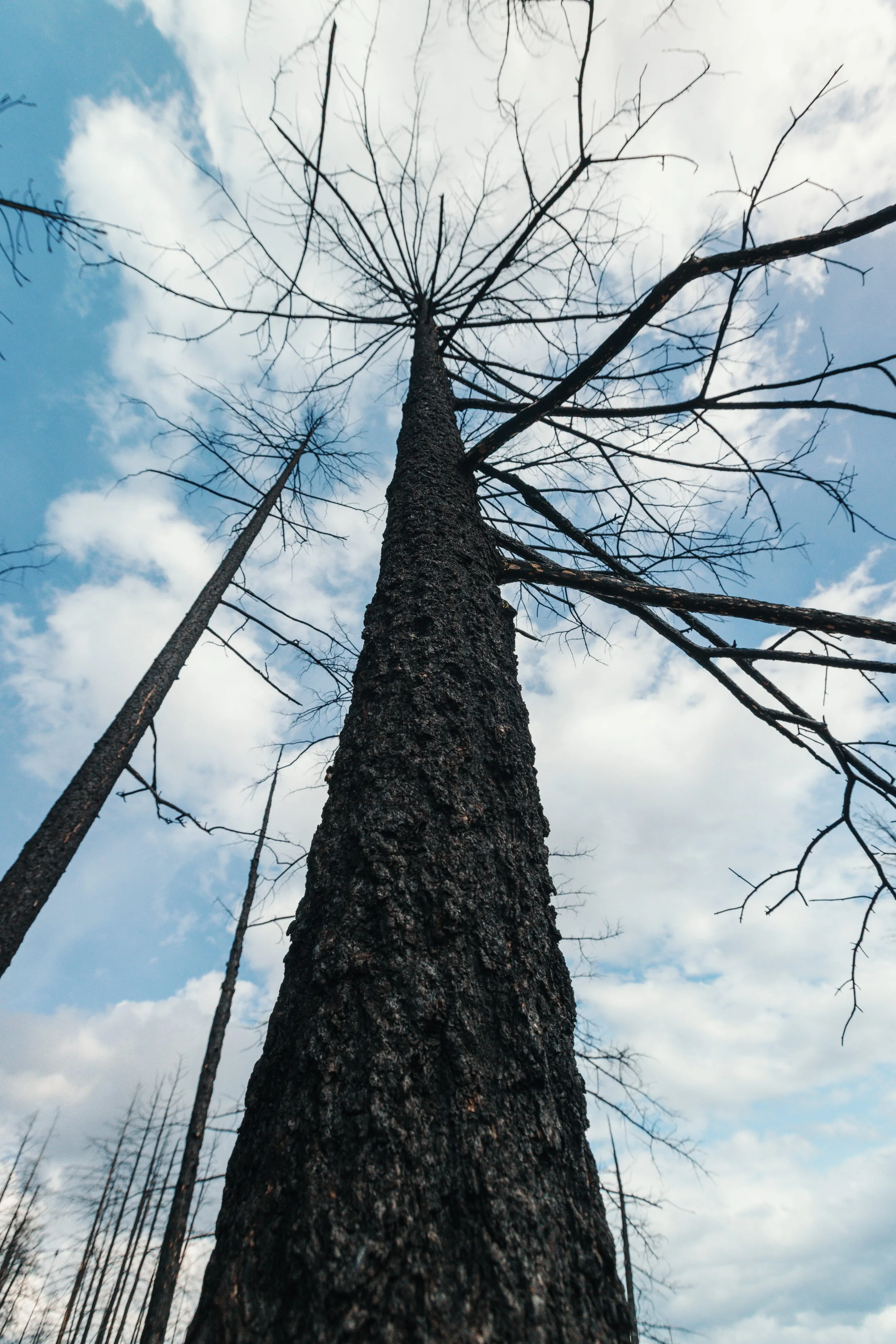 A tall, burnt tree with blackened bark looking up at a partly cloudy sky.