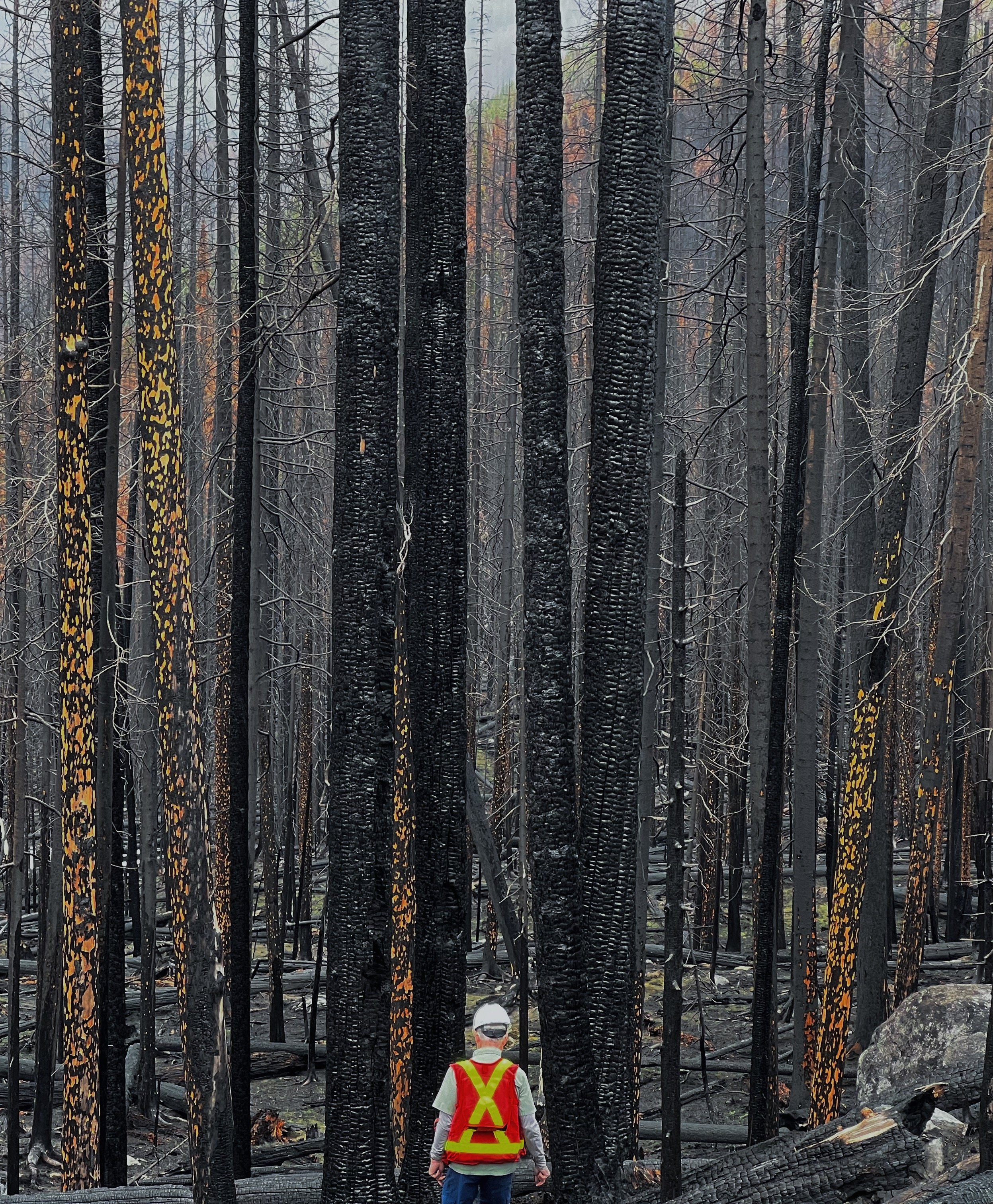 Man against tall, burnt wildfire devastated forest