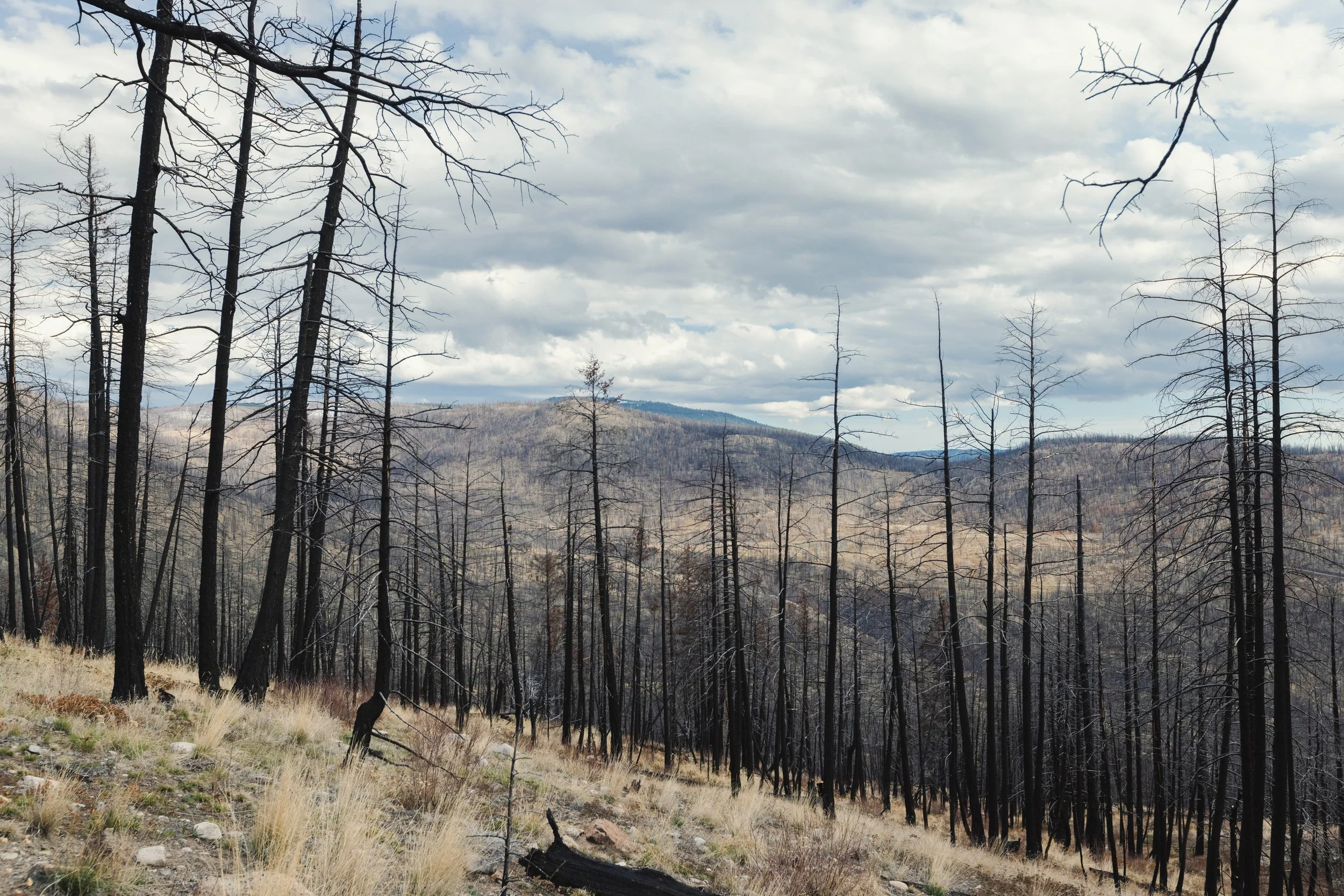 A landscape of a forest with blackened, burned trees and dry grass, against a backdrop of hills under a cloudy sky.
