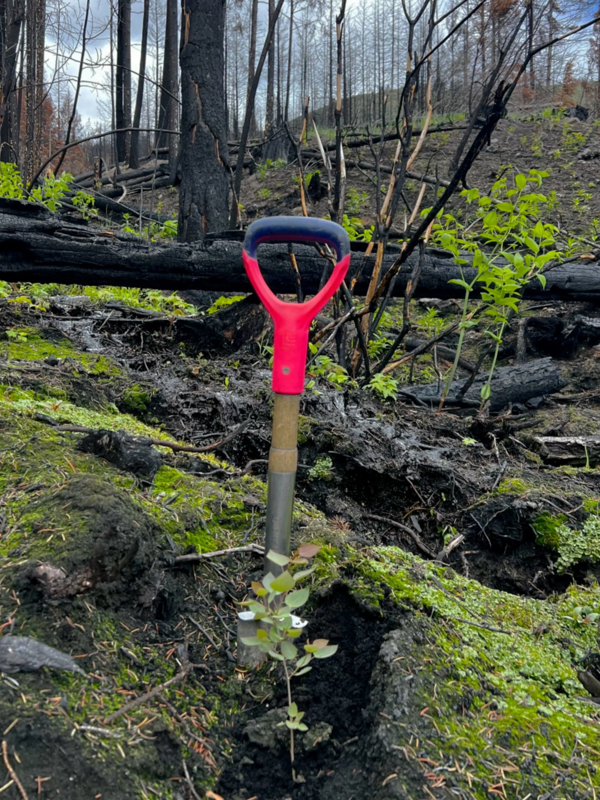 A small shovel with a red and blue handle stuck in the soil in a burned forest area with charred trees and green plants growing among the ashes.