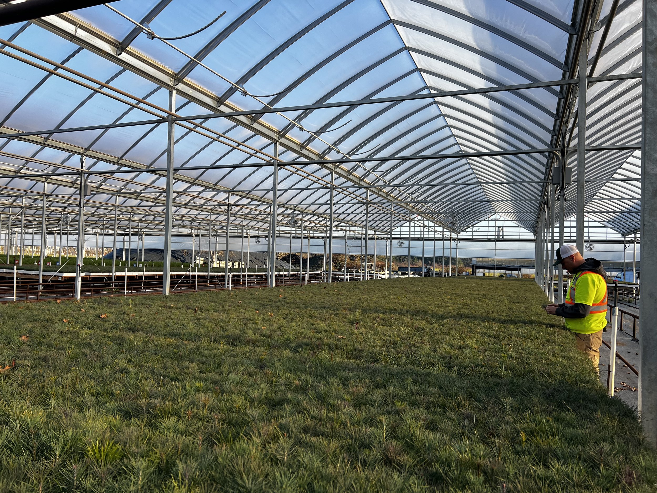 A person in a yellow safety vest and cap standing inside a large greenhouse with a metal frame and transparent roof, overlooking a field of young grass or plants.