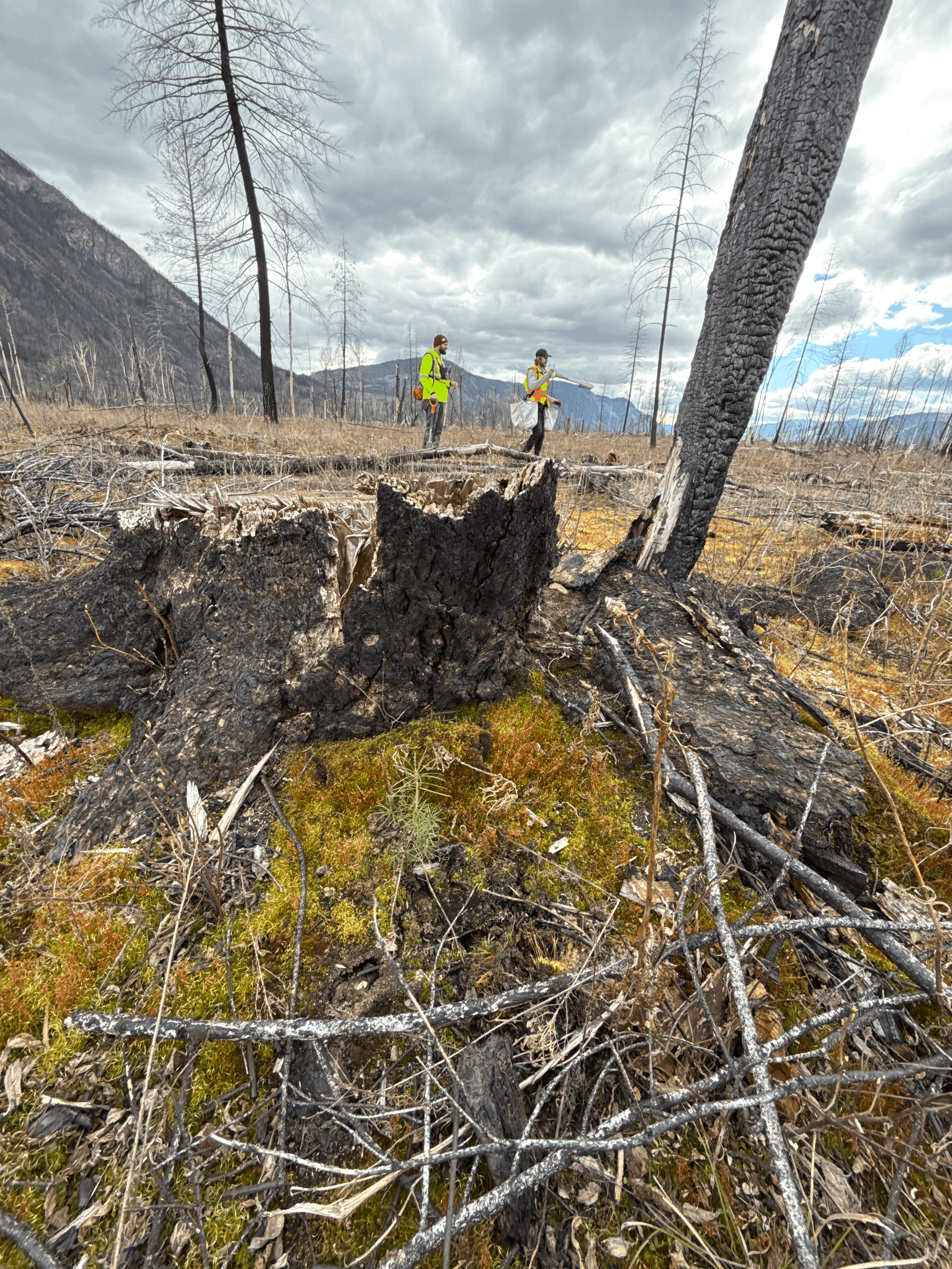 Burnt Skwlax Forest with two forest experts