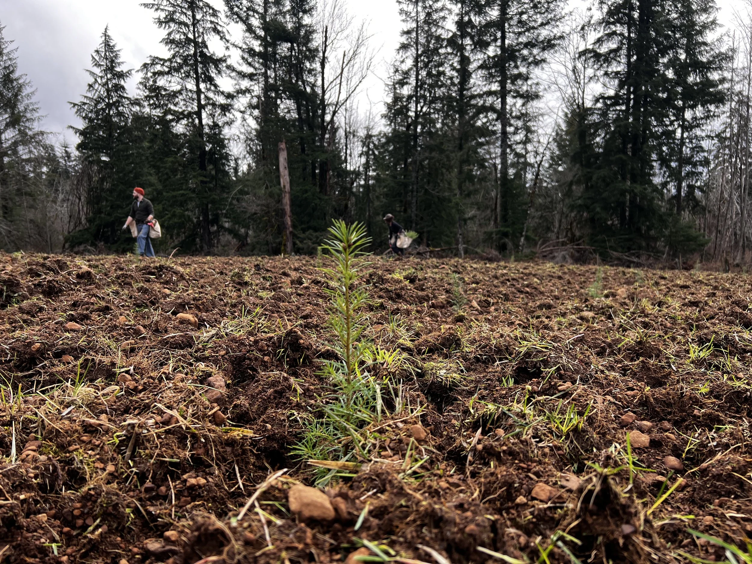 Tree seedling planted