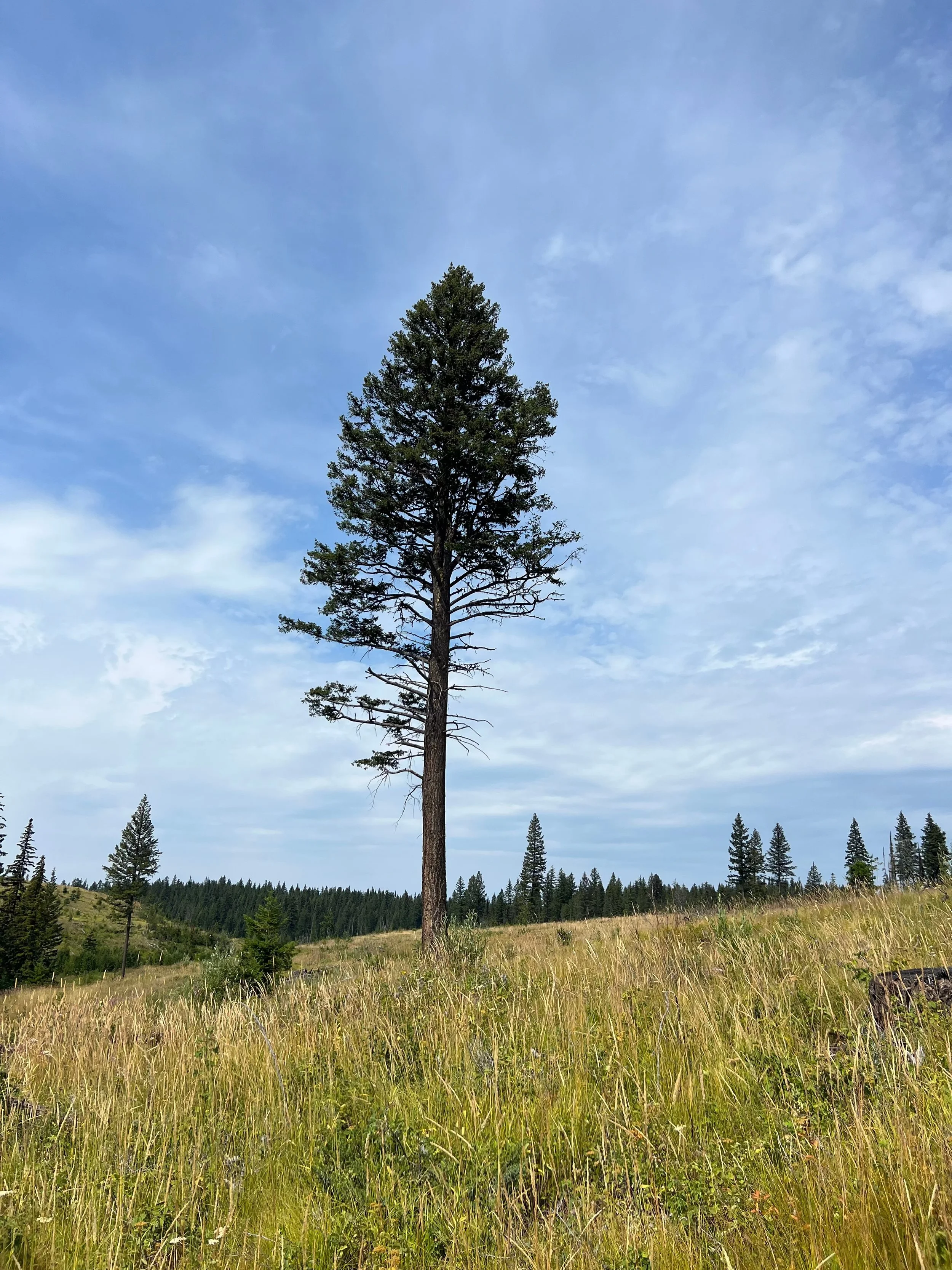 100 Mile House Tree standing on its own in a field of grass and blue skies above