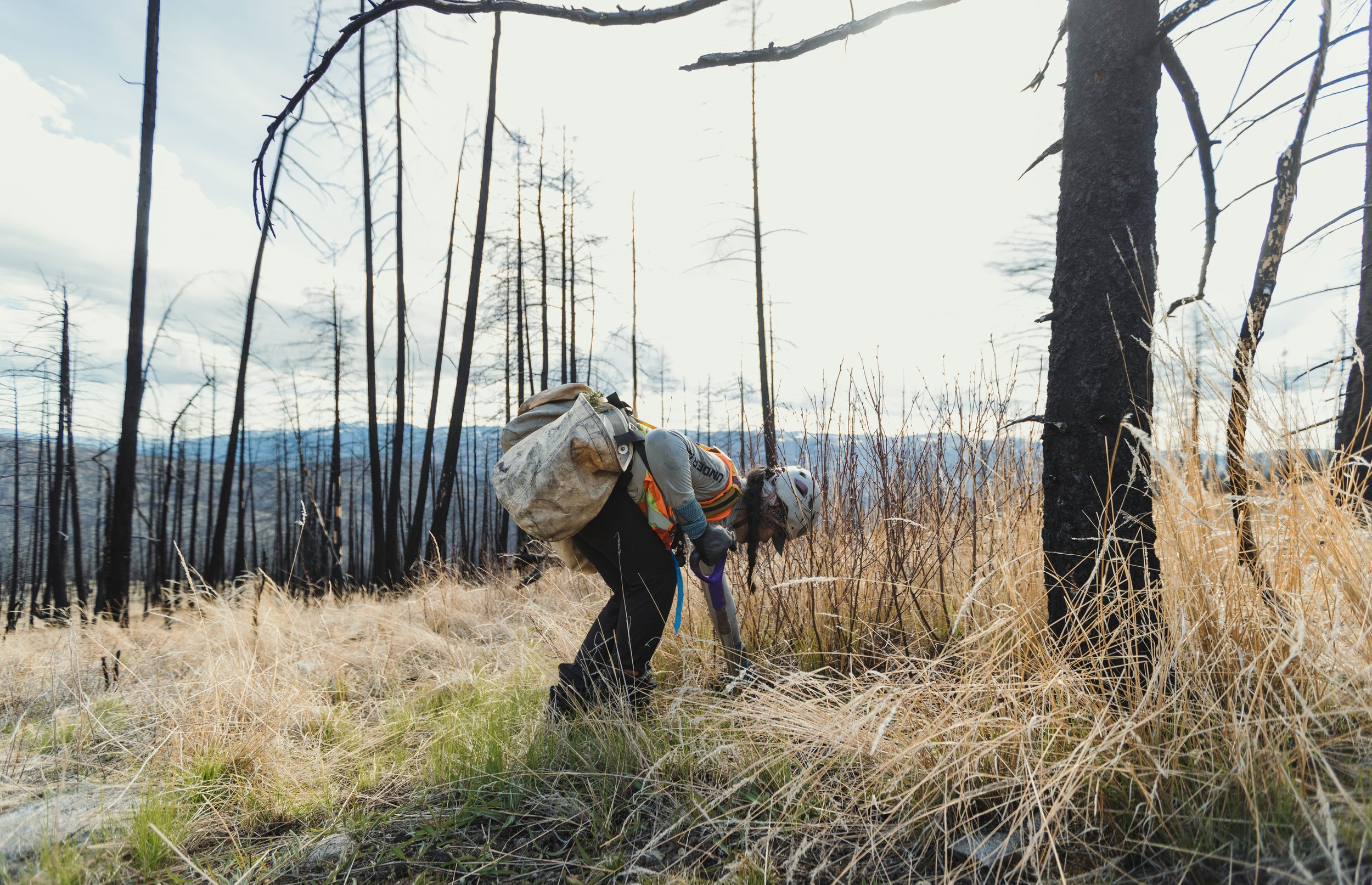 Tree planter in burnt forest
