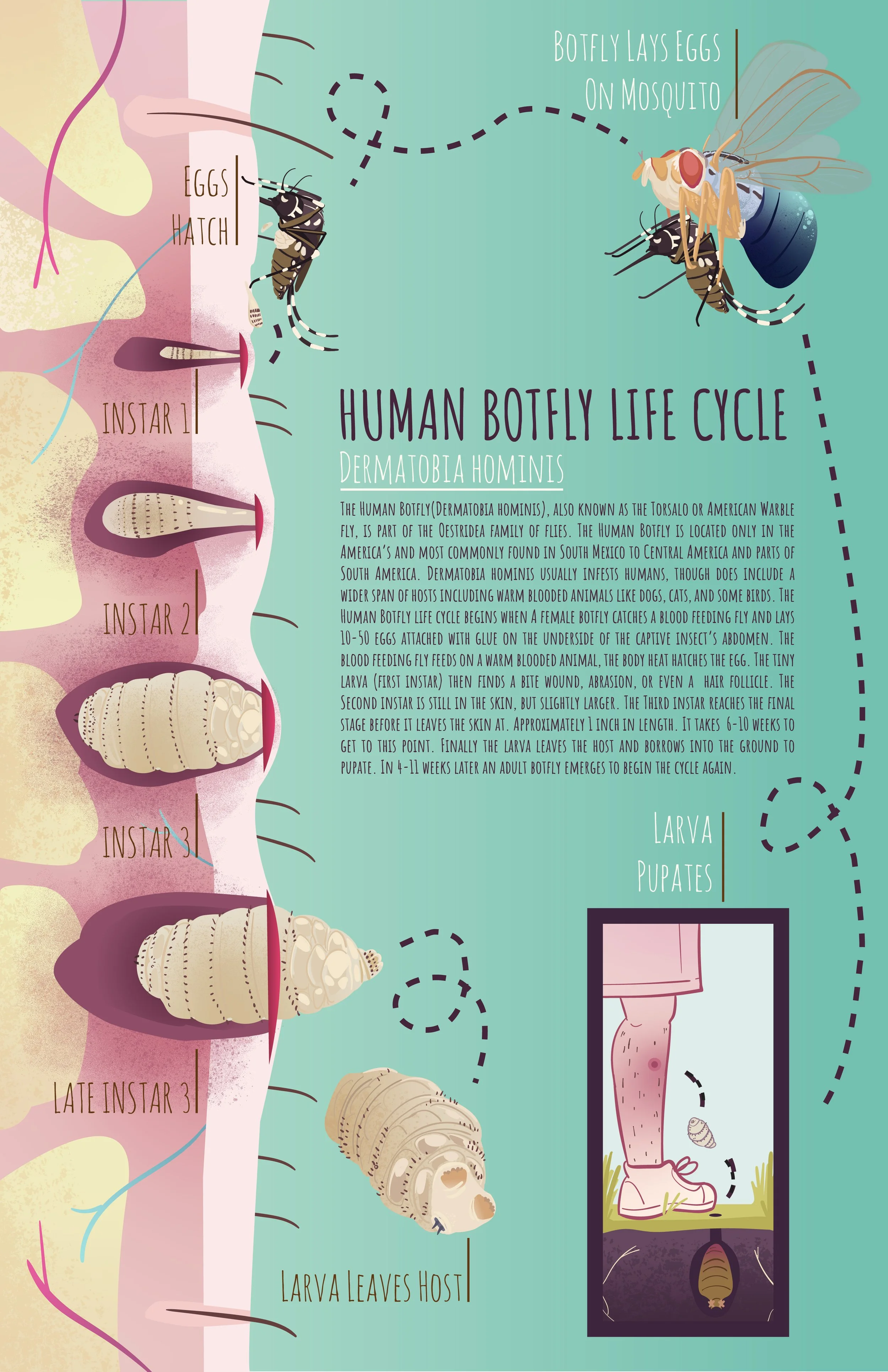 503_A9_AGisleson_Botflylifecycle.jpg