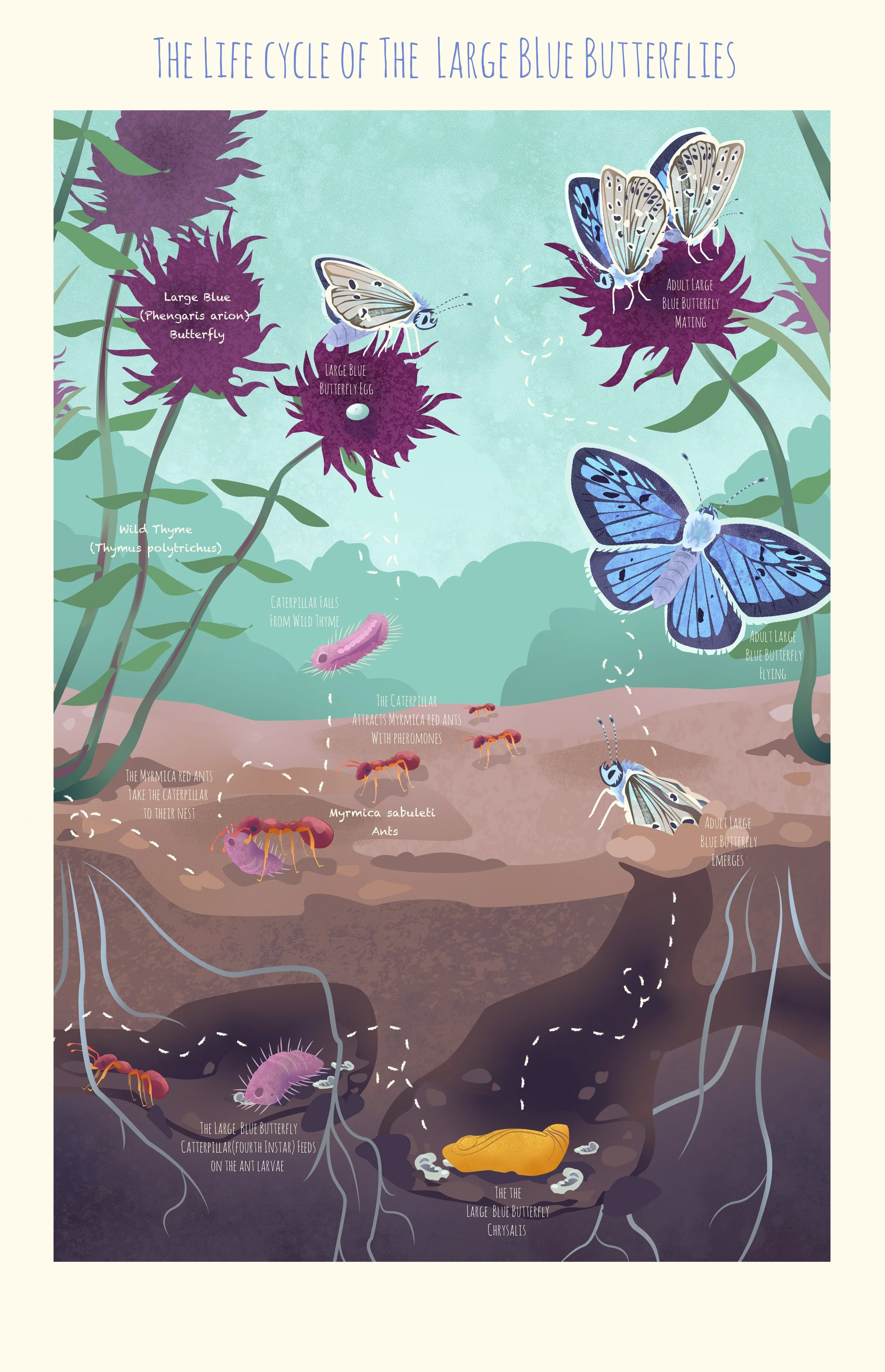 LargeBlue(Phengaris arion)_Lifecycle.jpg