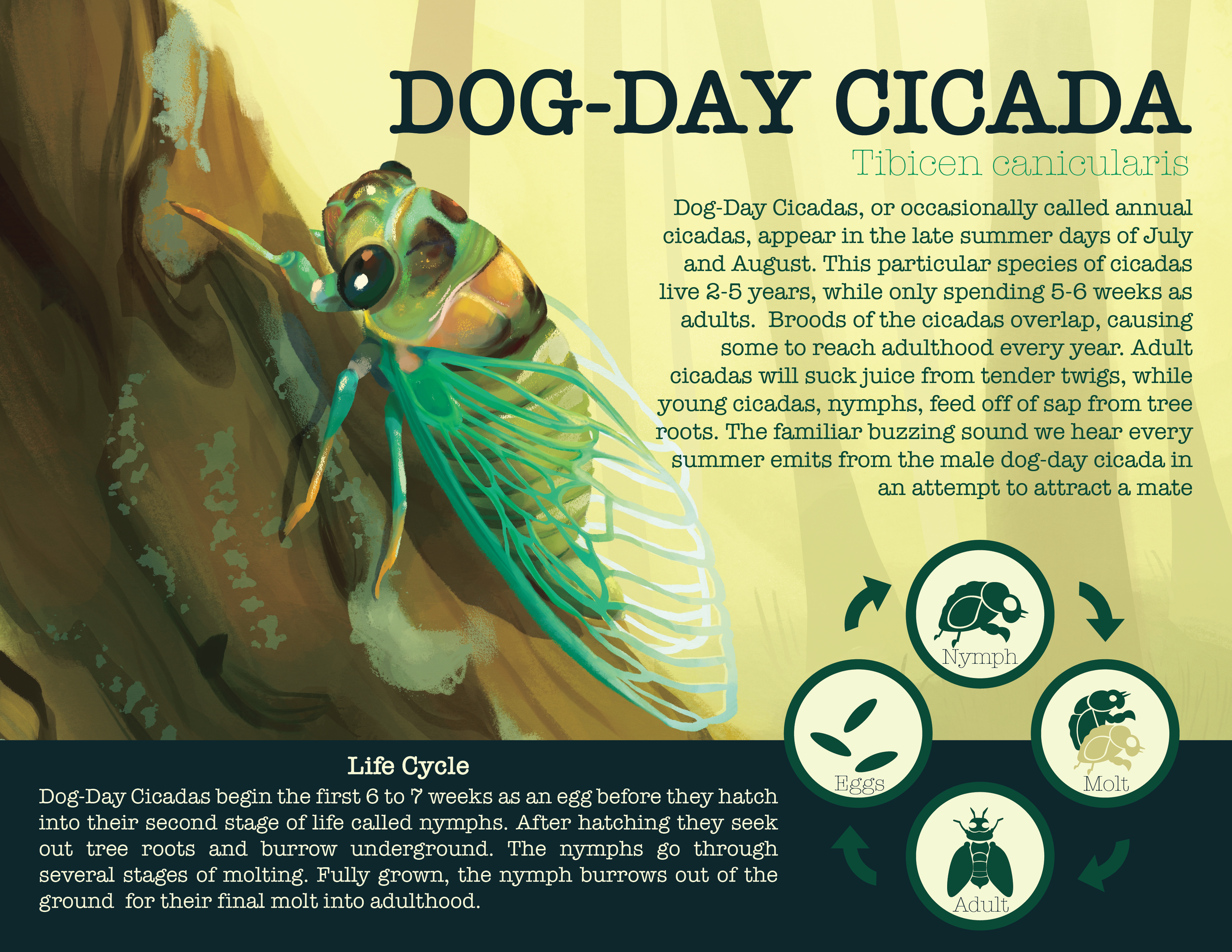 Cicada_Info.png