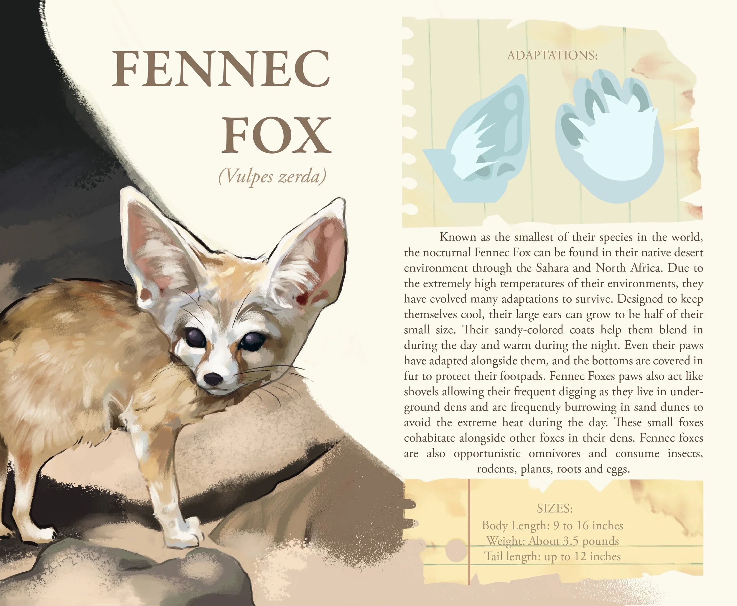 FennecFox_infoSheet.jpg