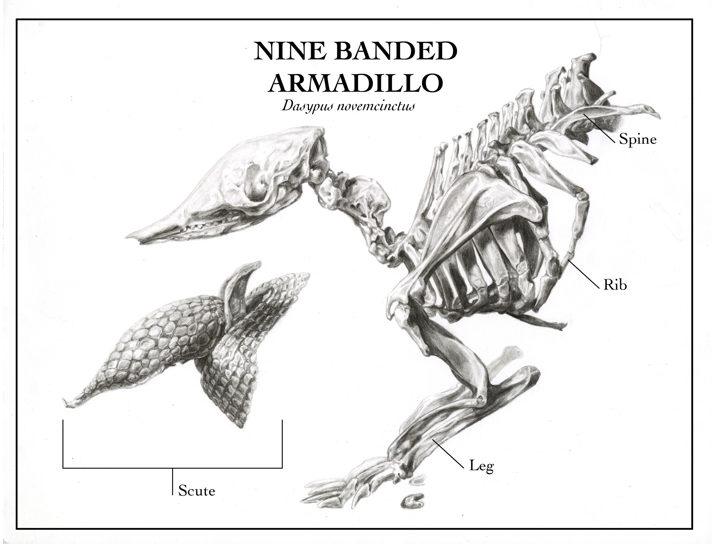 armadillo.png