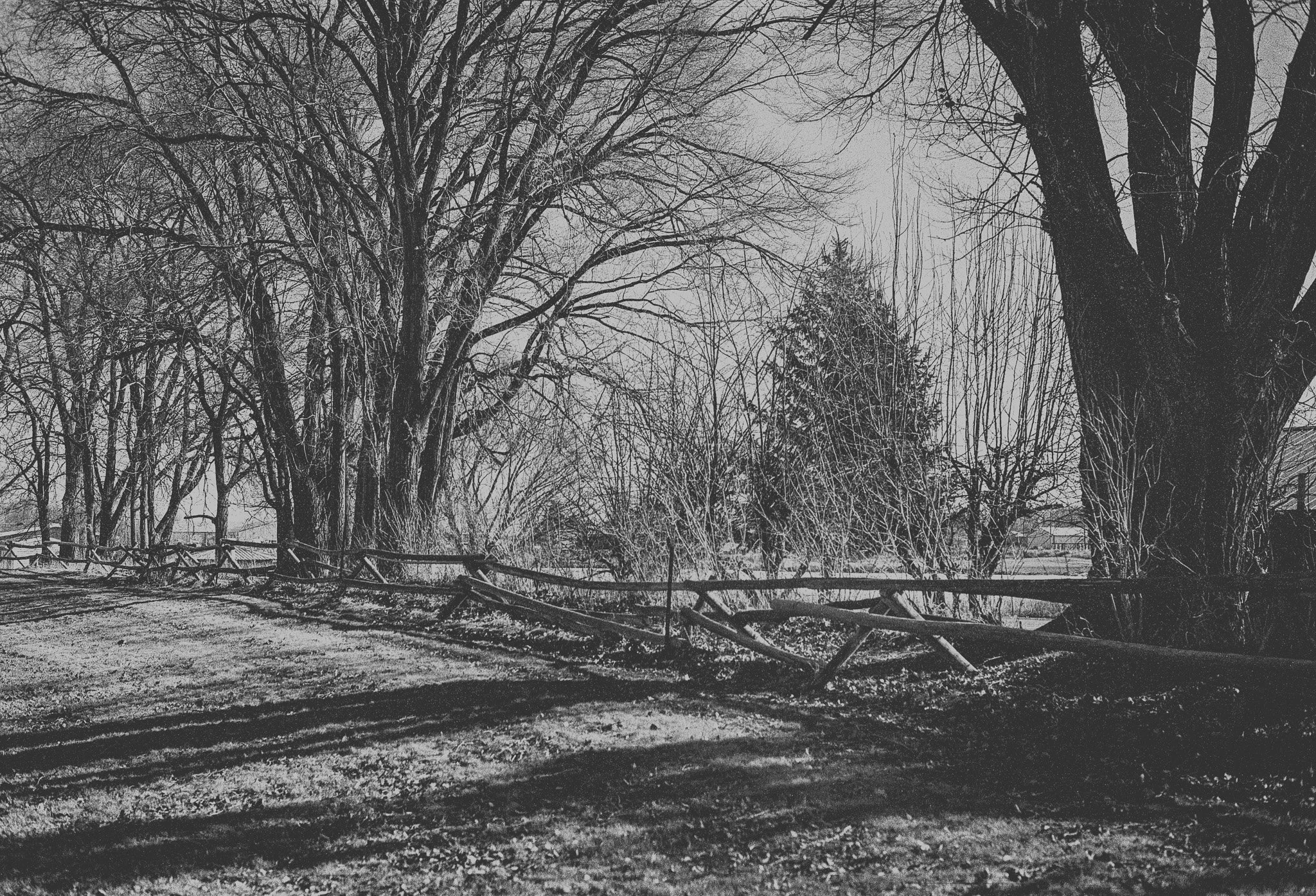 A black and white photo of leafless trees, a broken wooden fence, and a snowy ground.