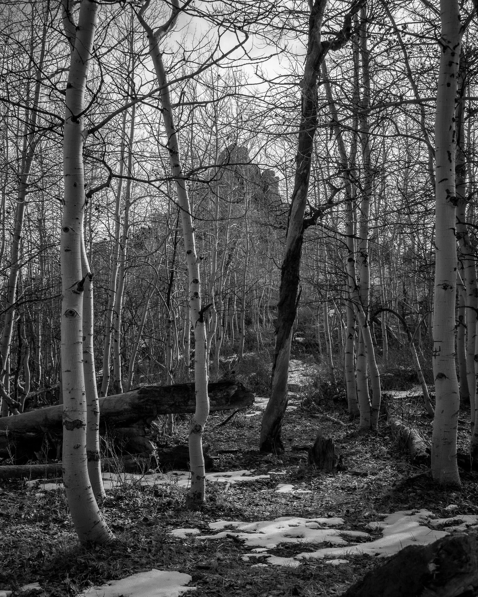 Black and white photograph of a forest with tall, slender trees and patches of snow on the ground.