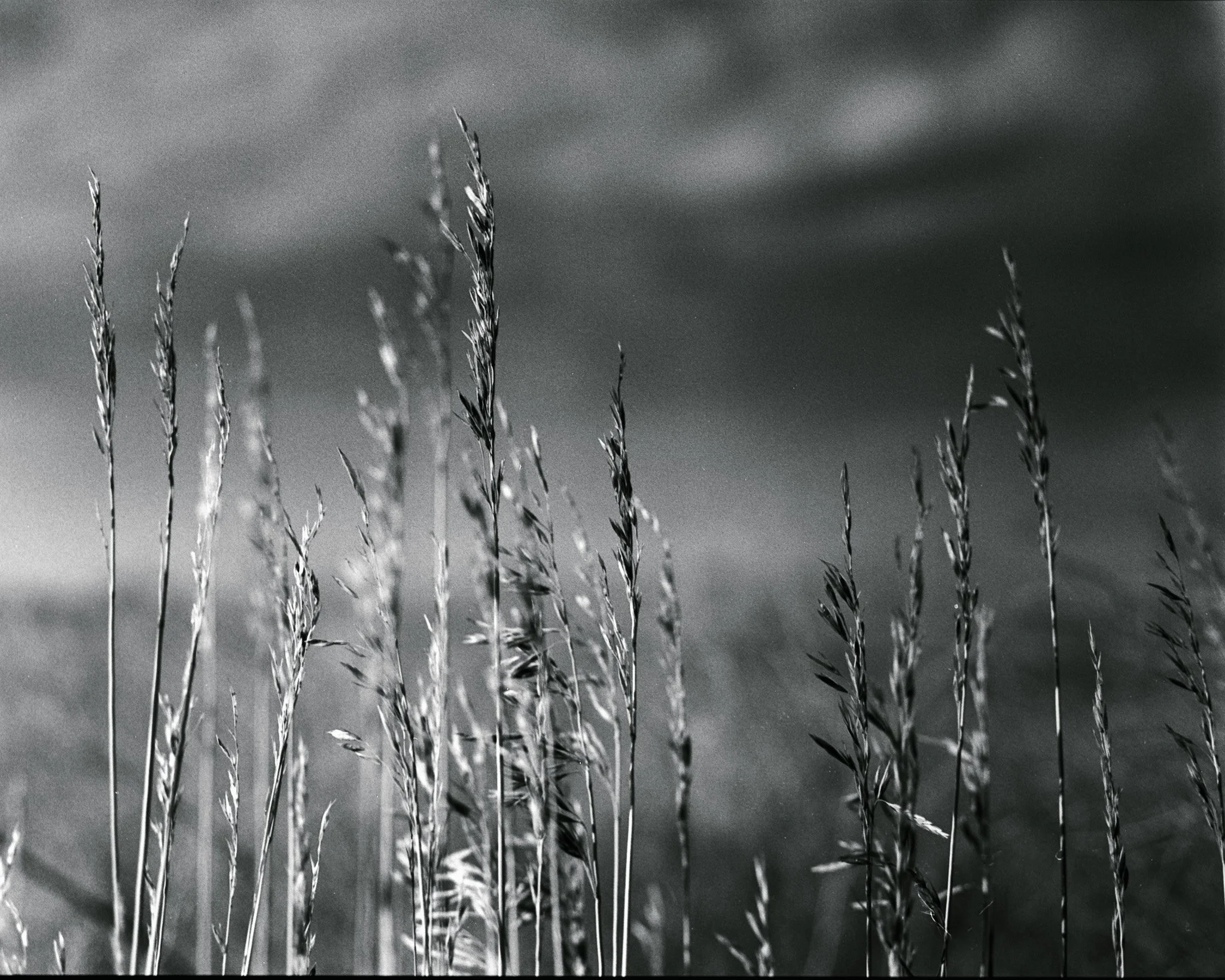 Close-up of tall grass blades swaying in a field under a cloudy sky, captured in black and white.