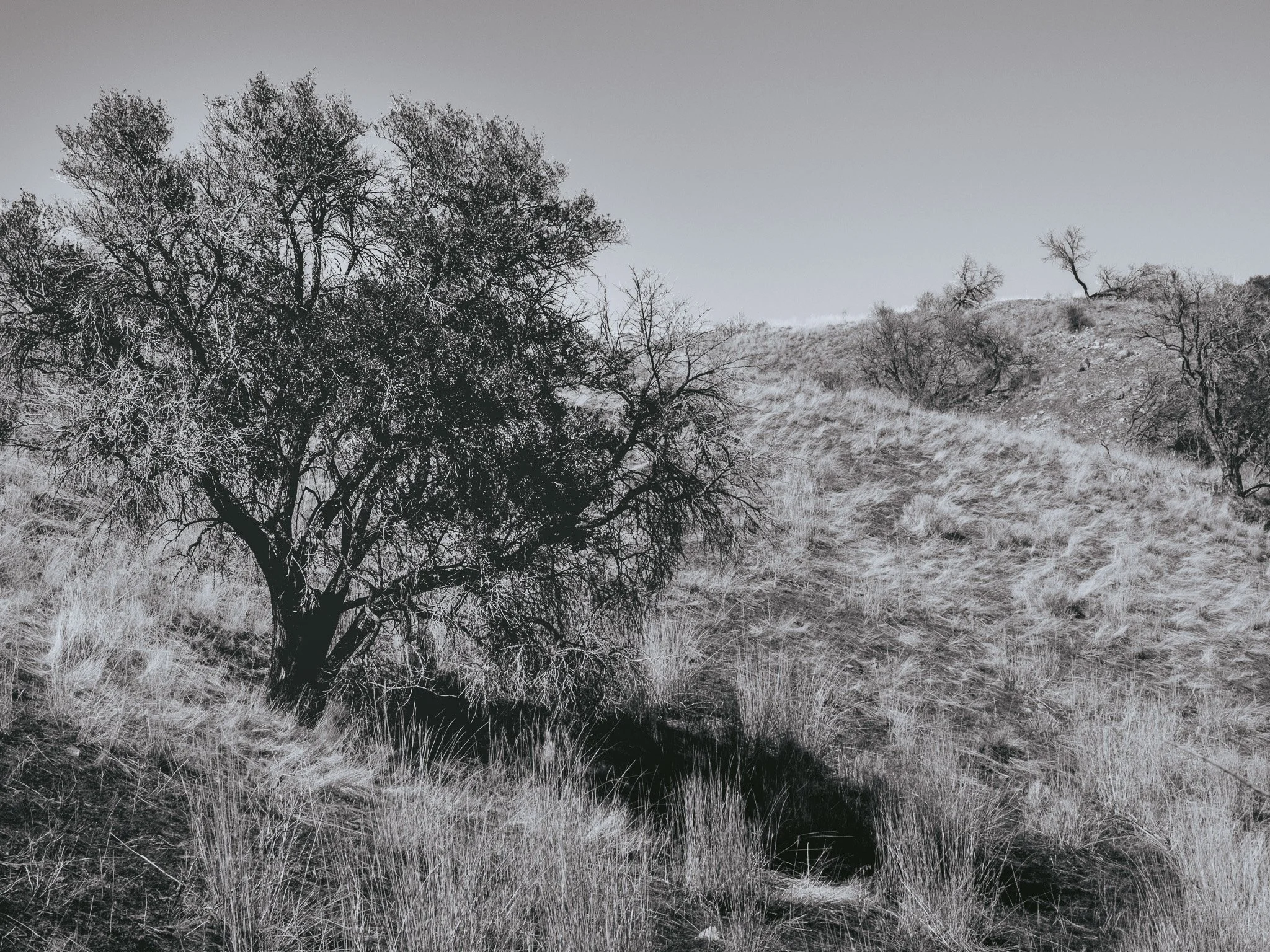 A black and white photo of a lone tree on a hillside with sparse and leafless trees in the background.