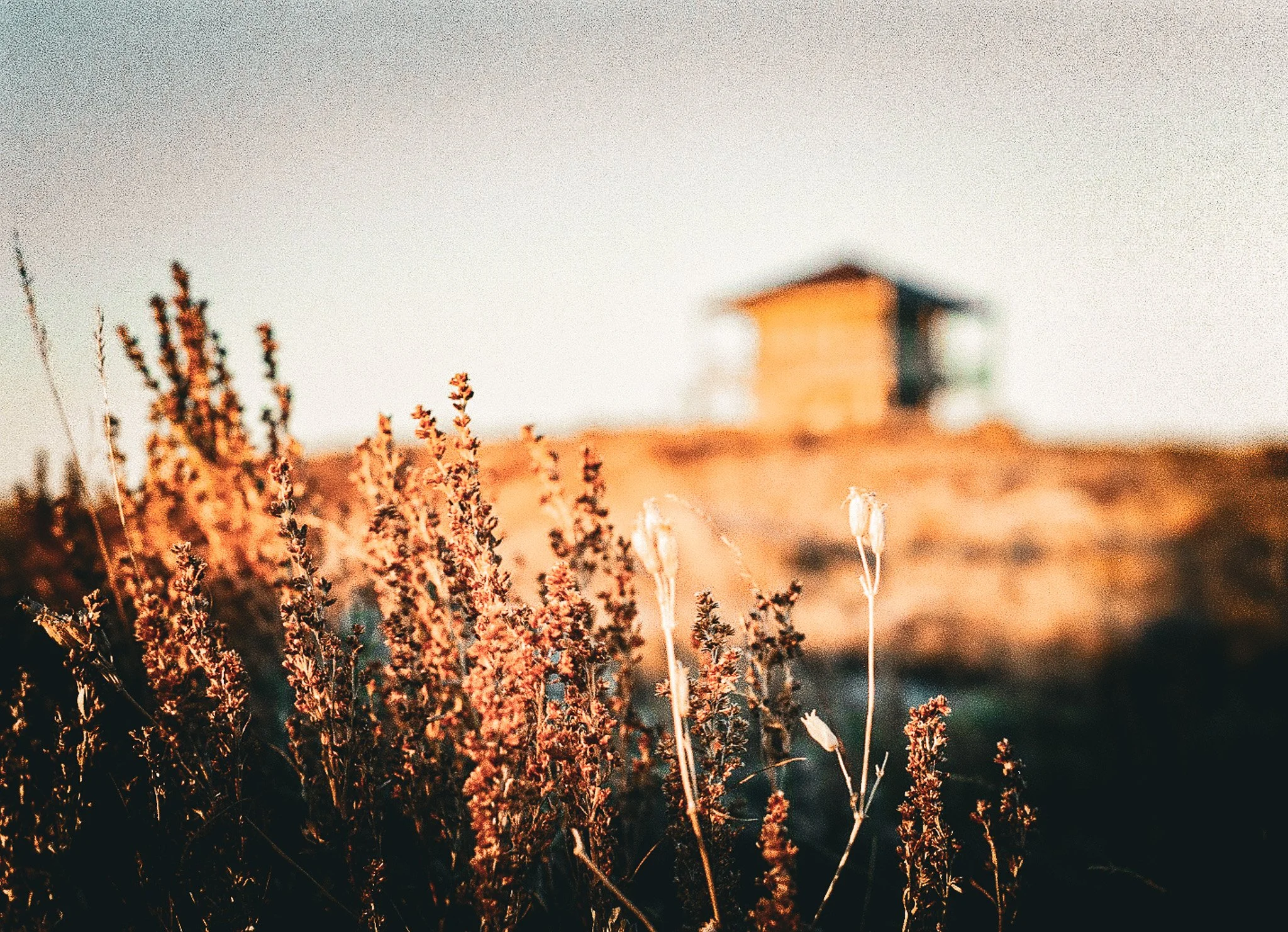 Close-up of dry wildflowers in the foreground with a blurred background of a house and a clear sky, capturing a sunset or sunrise scene.