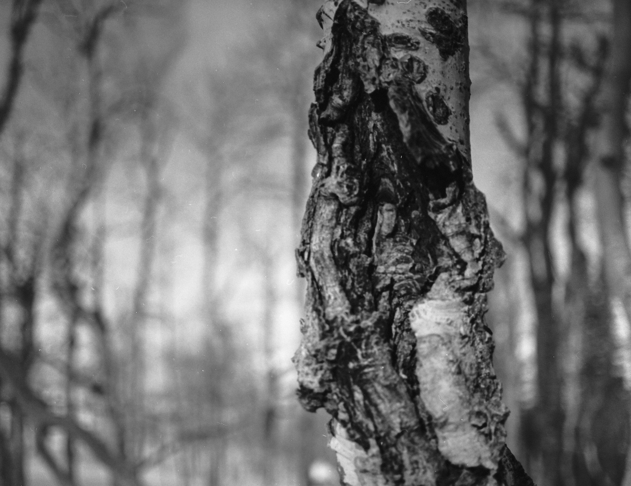 Close-up of a tree trunk with rough bark in a foggy forest.