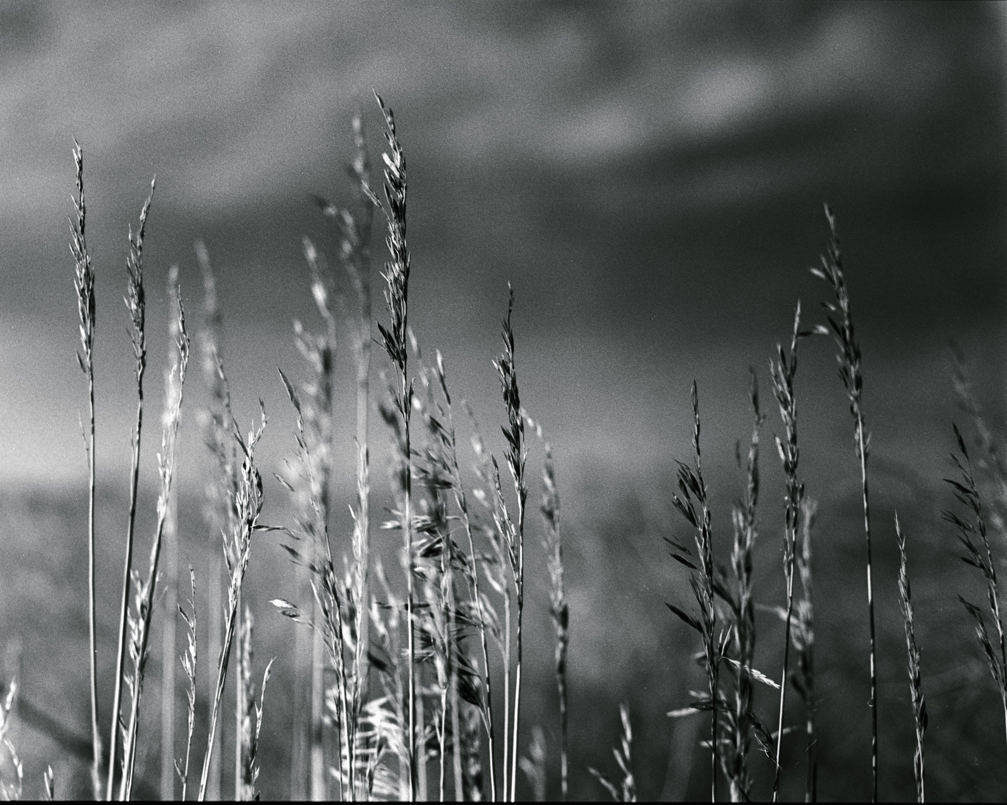 Black and white photograph of tall grass stalks in a field with a blurred cloudy sky background.