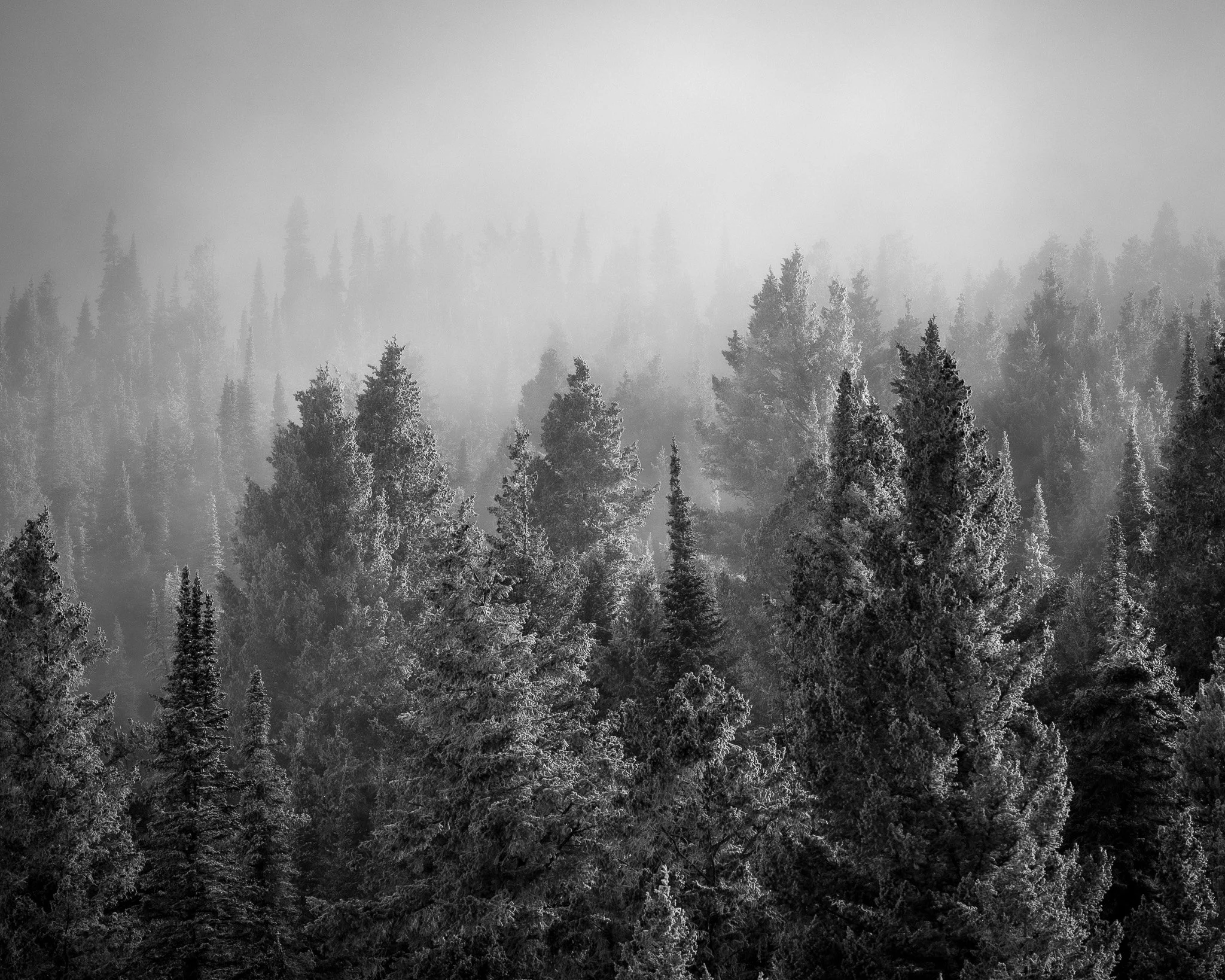 Black and white photograph of a dense pine forest with mist or fog in the background.