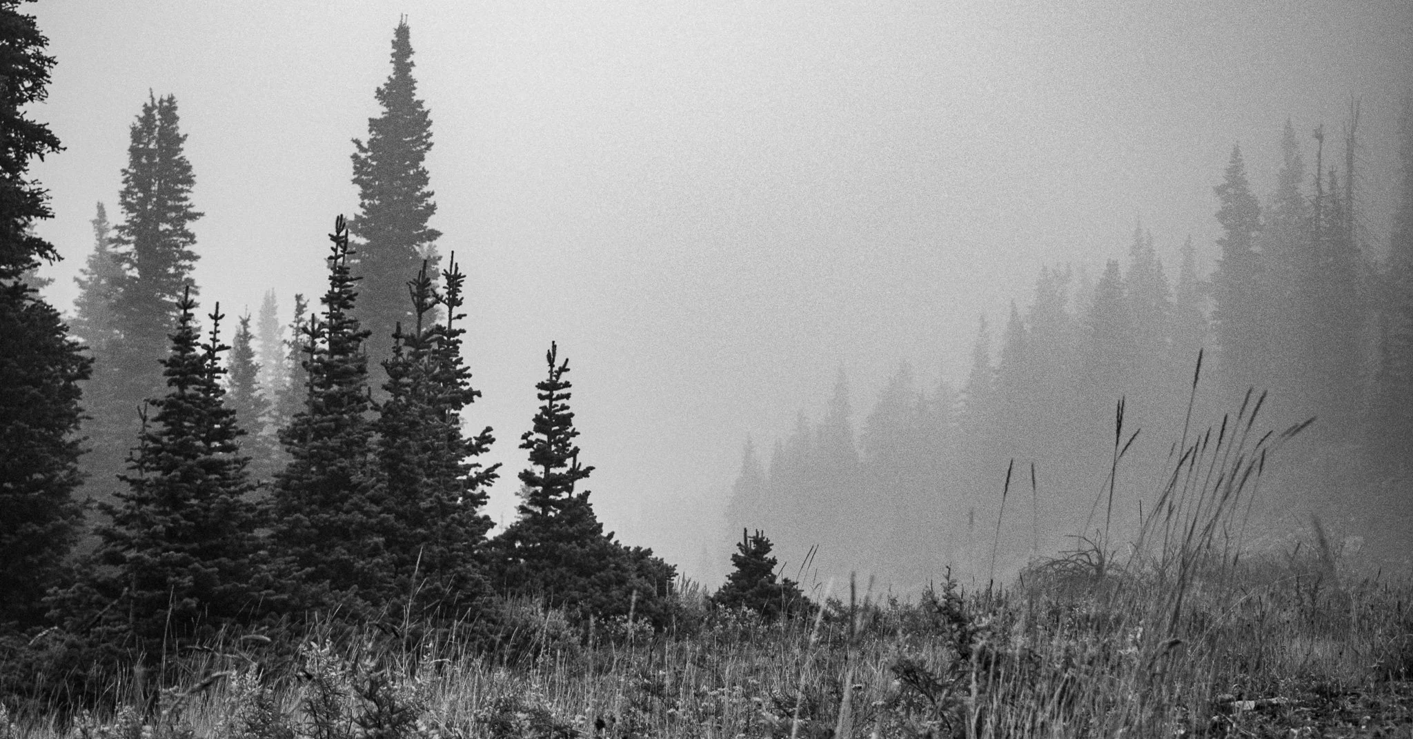 A black and white photograph of a foggy forest with tall pine trees and grass in the foreground.