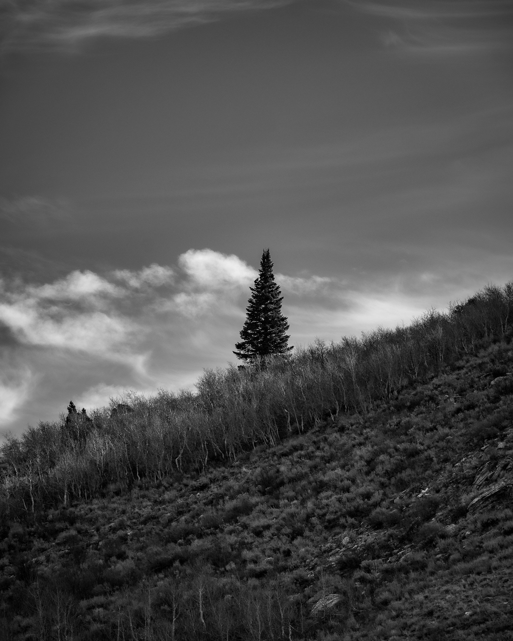 Black and white photo of a hillside with trees, featuring a tall pine tree at the top, under a cloudy sky.