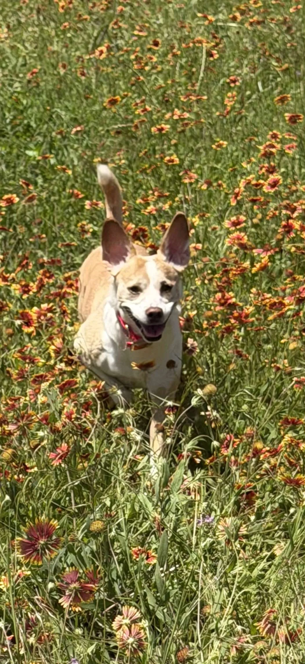 A happy dog with a red collar walking through a field of yellow and orange flowers.