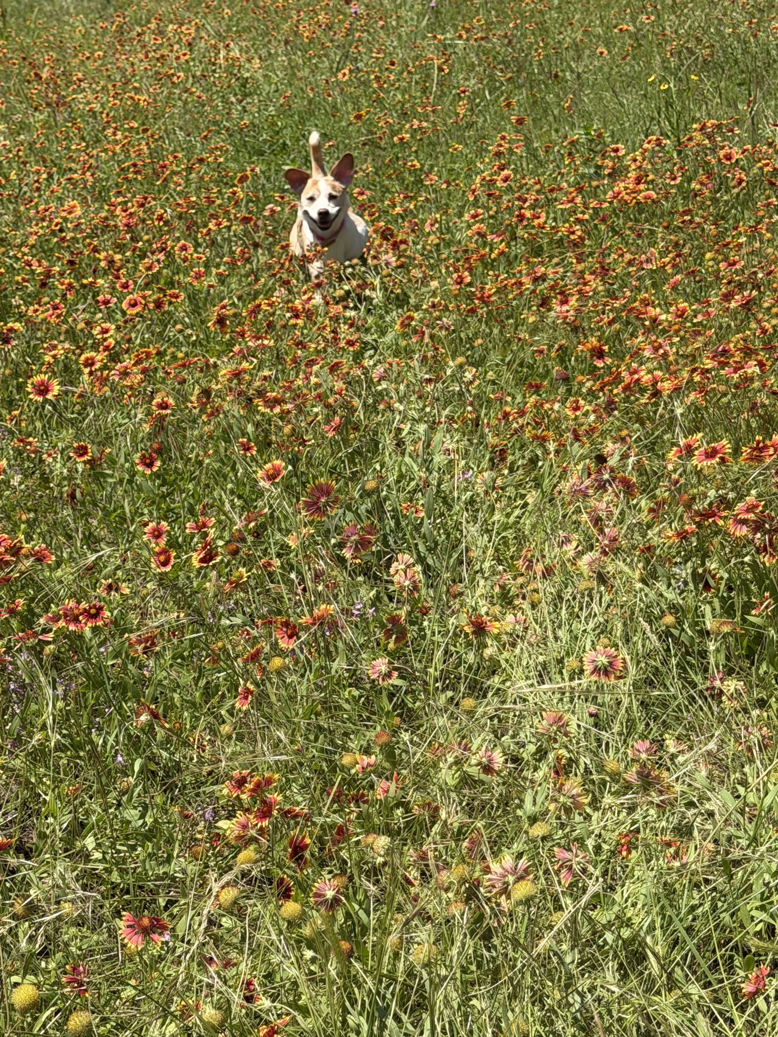 A small dog running through a field of colorful flowers on a sunny day.