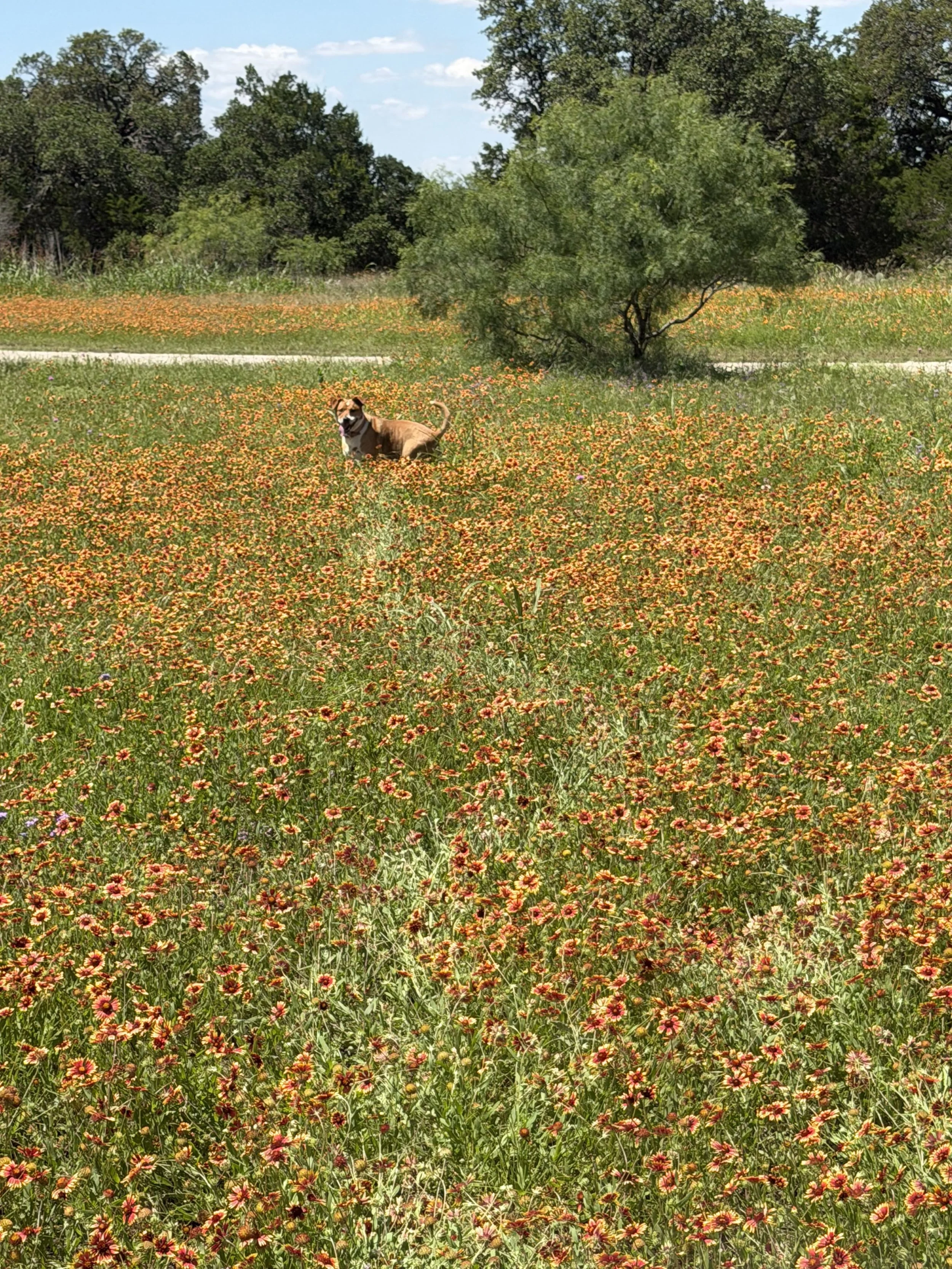A dog standing in a field of orange and red flowers with a tree and a walking path in the background under a partly cloudy sky.