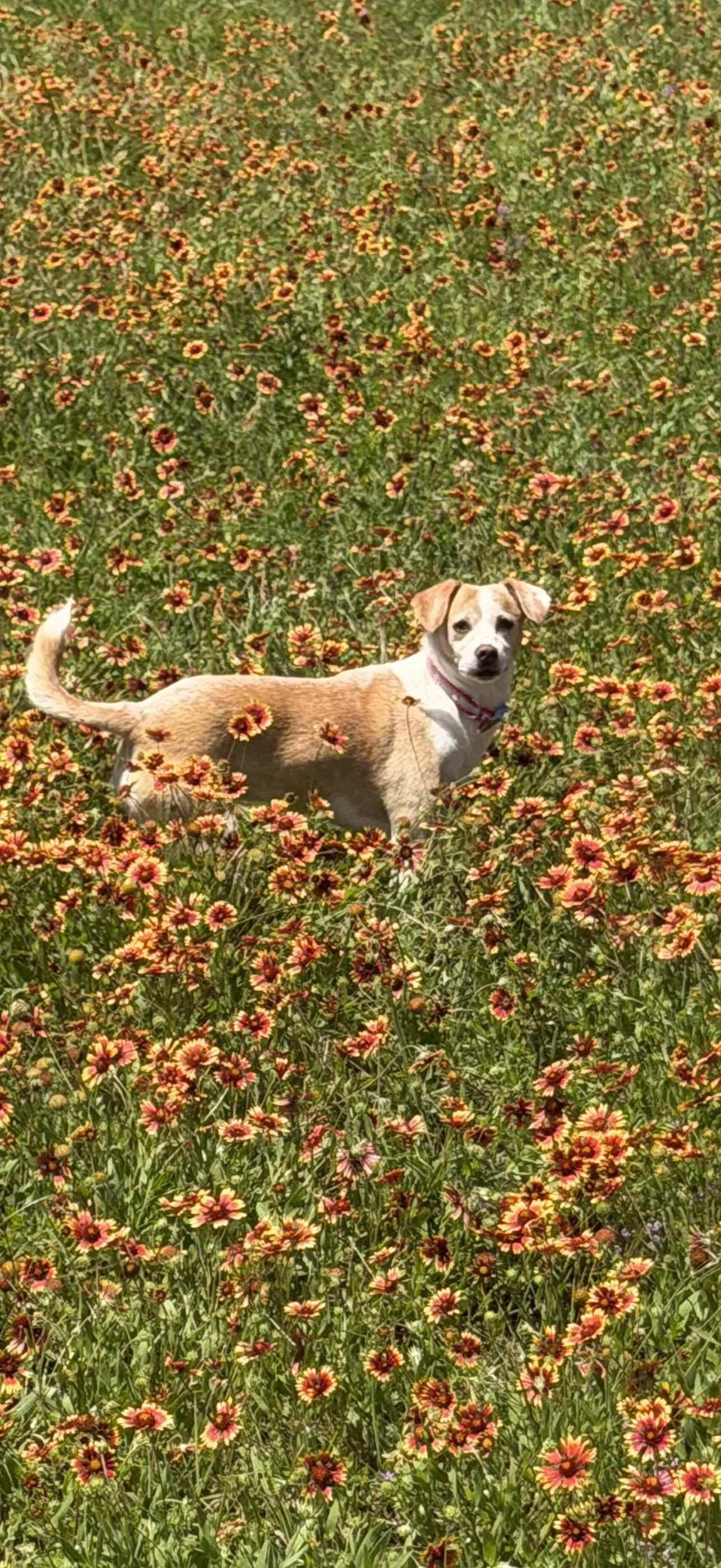 A dog standing in a field of orange and yellow flowers, looking at the camera.