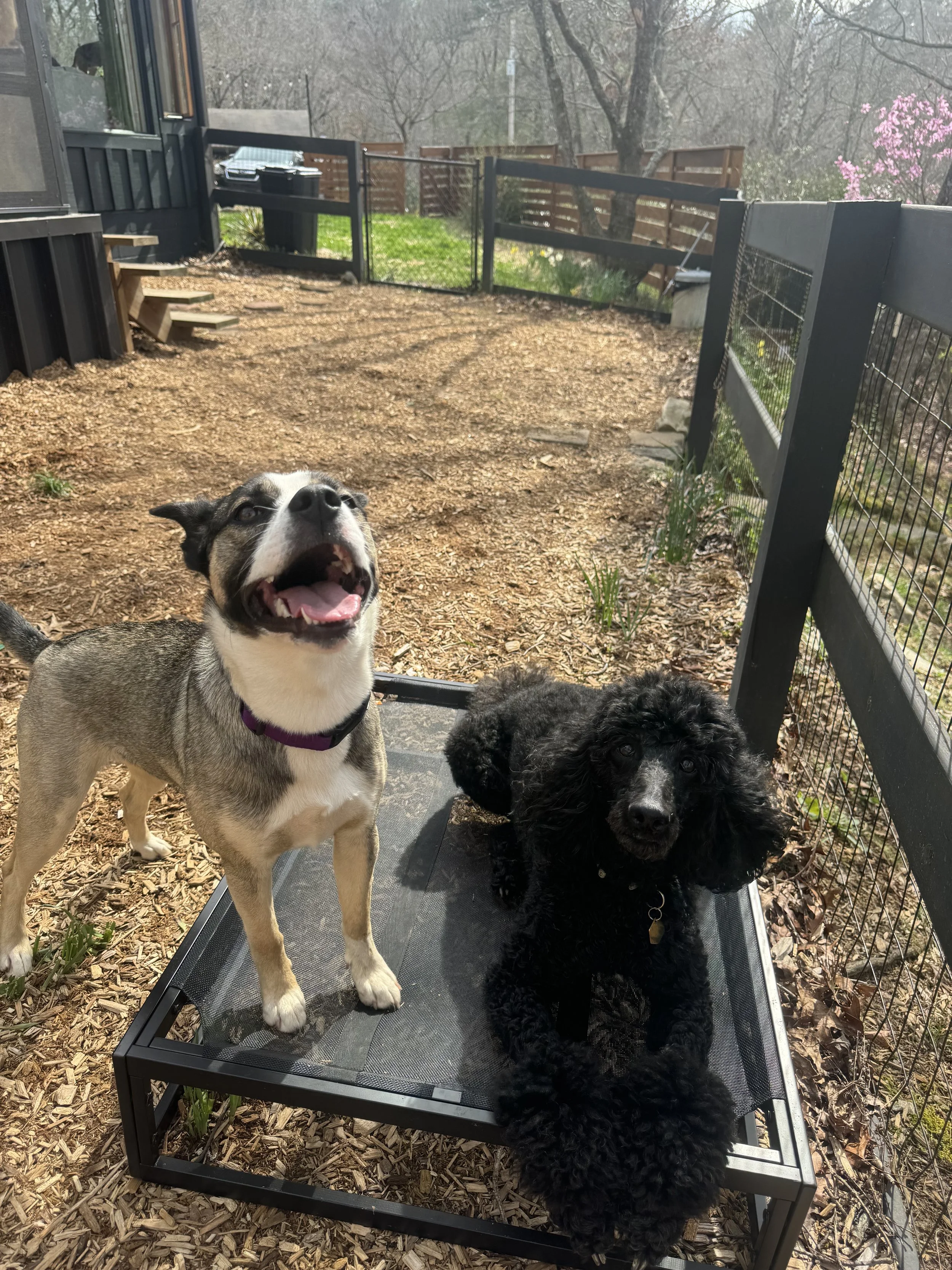 Skye and Salem Cot.jpg