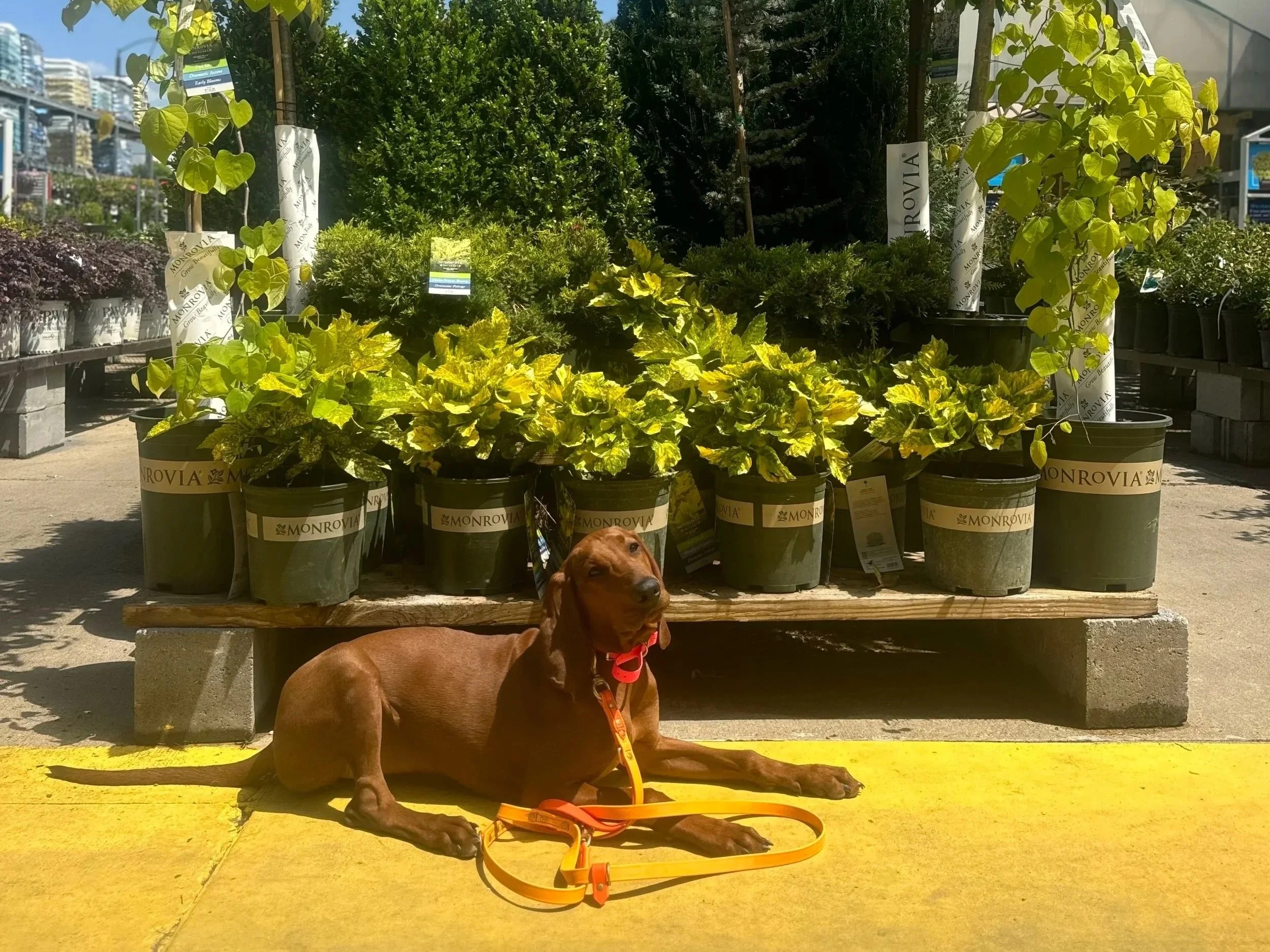 Dog Training