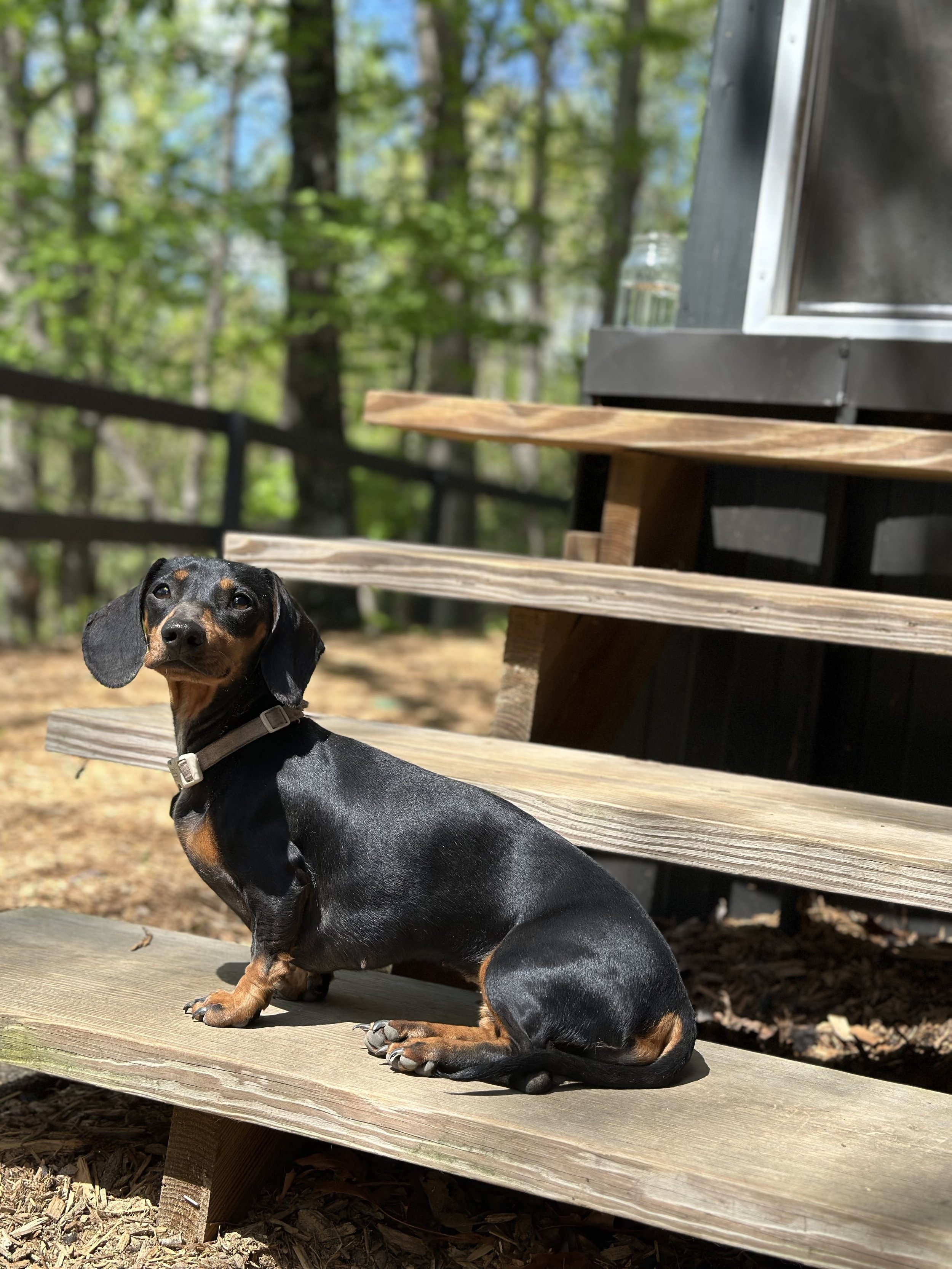 Dixie on Steps.jpg