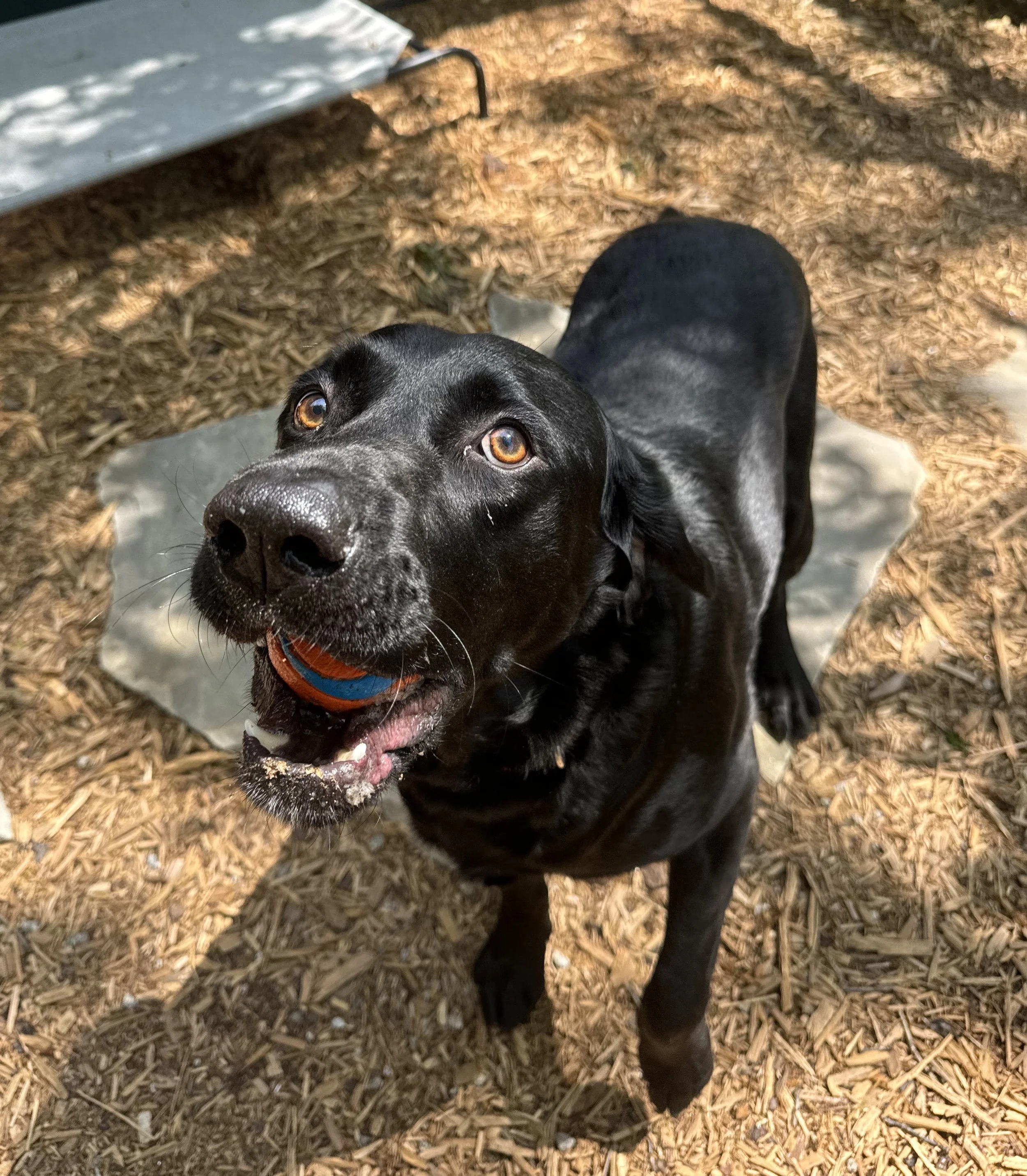 Amos with Ball.jpg