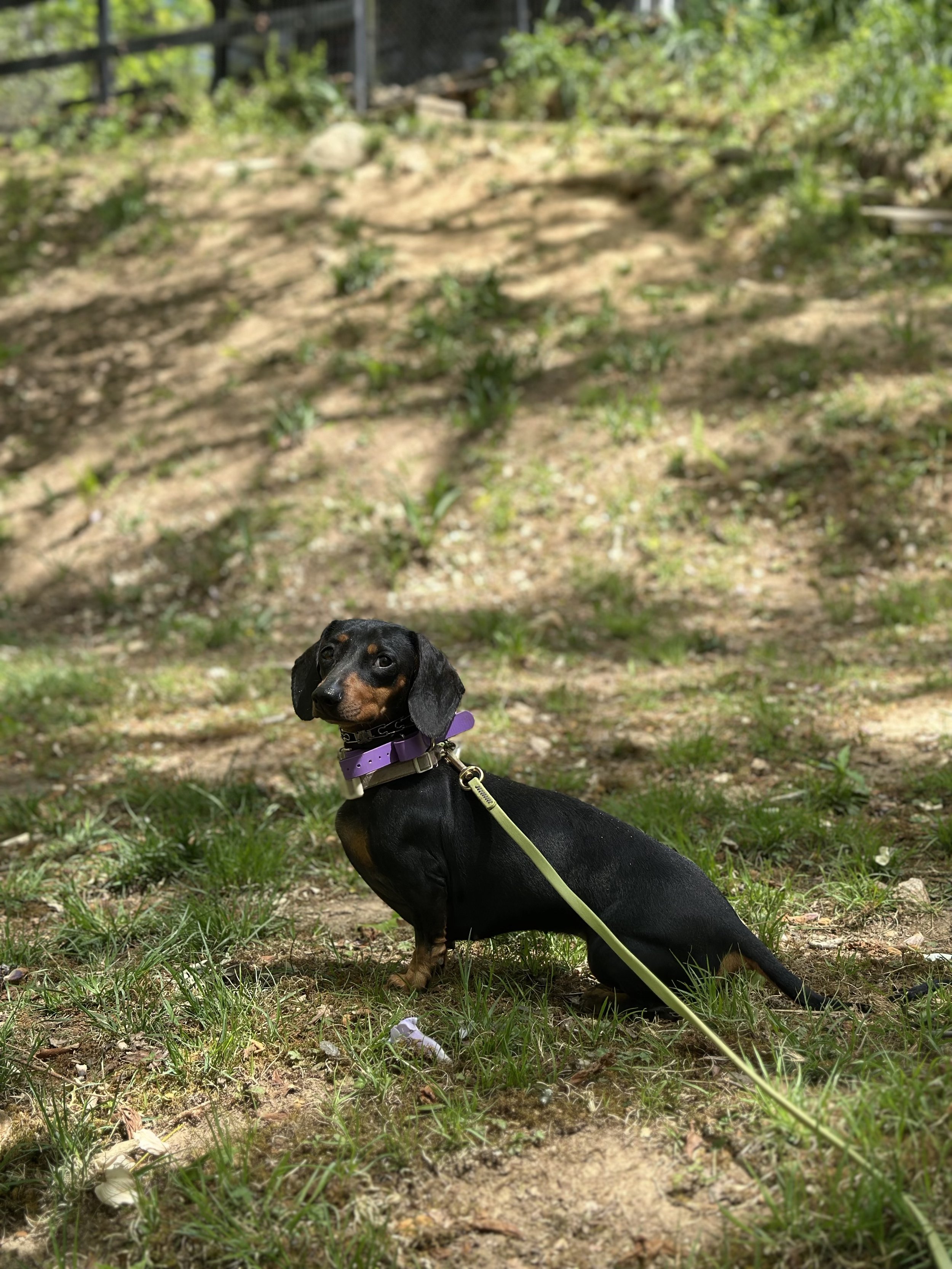 Dixie in Yard.jpg