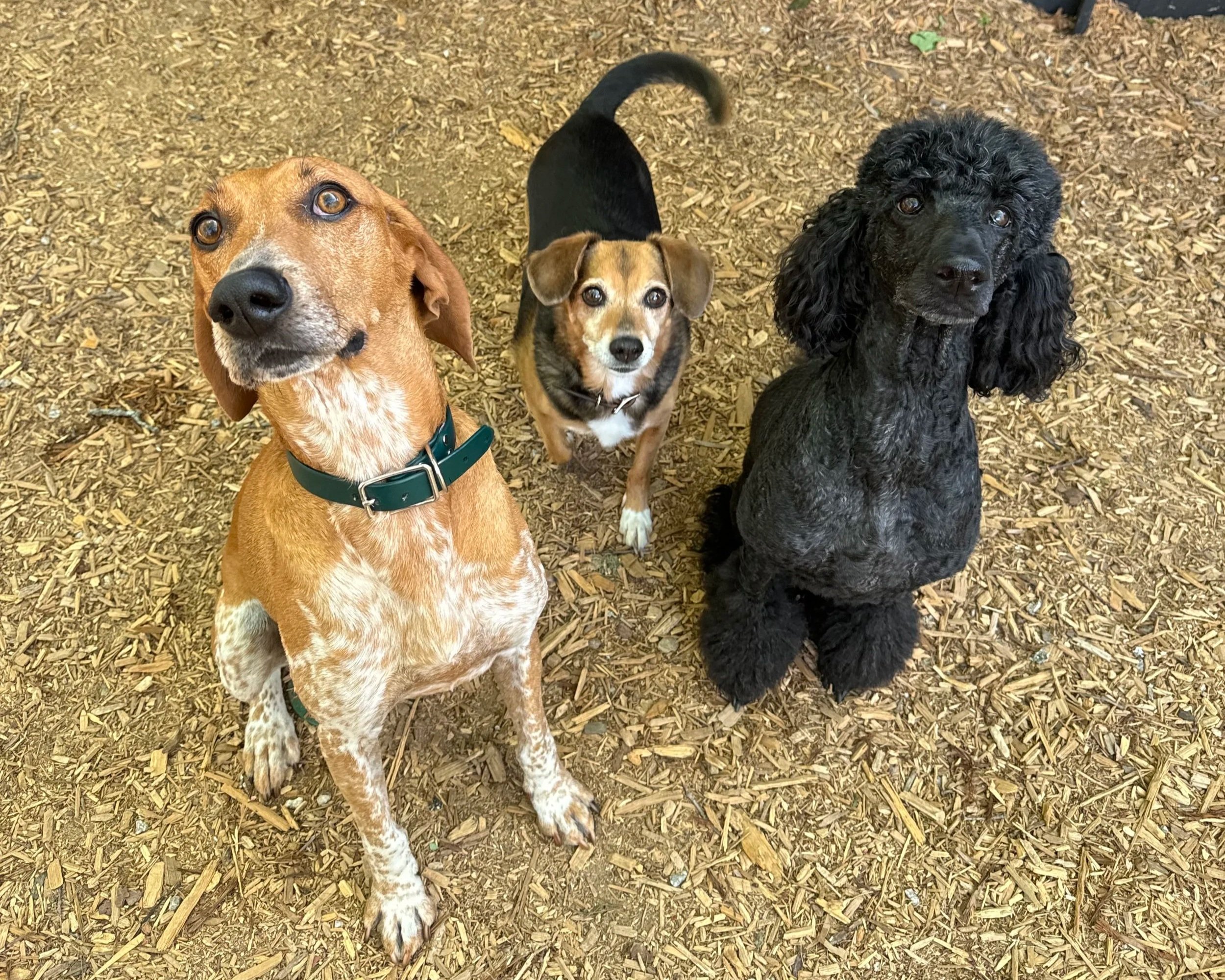 Dog Daycare