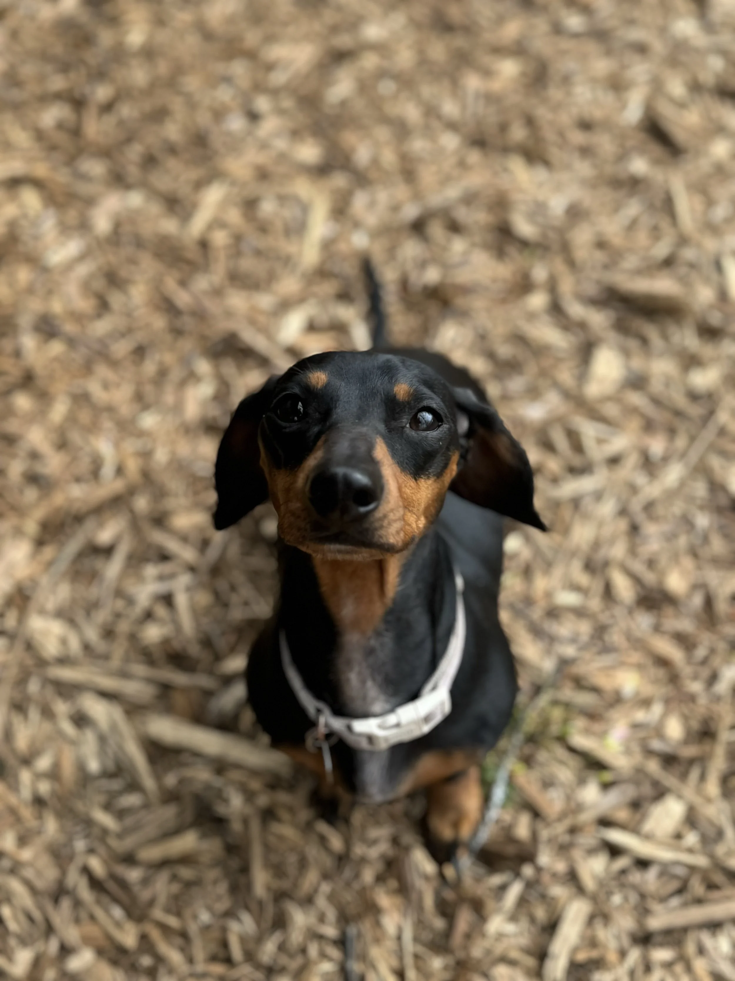 Dixie Cute.jpg