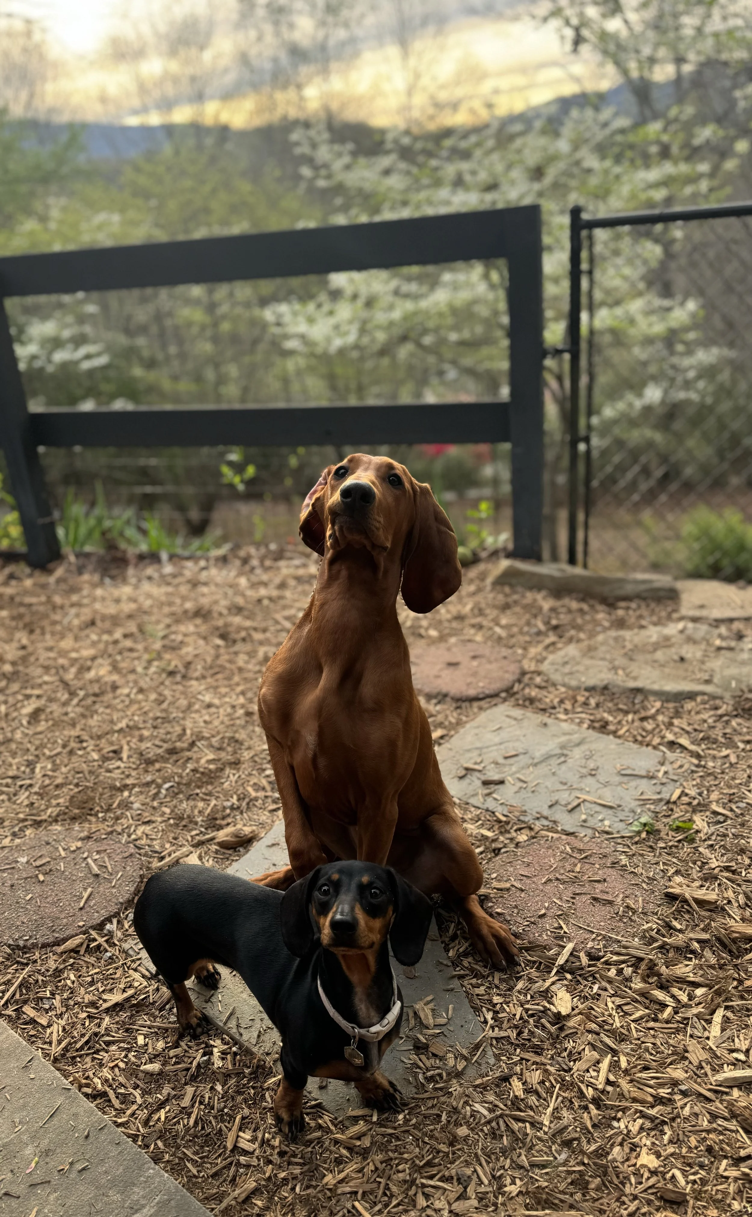 Annie and Dixie Sunset.jpg
