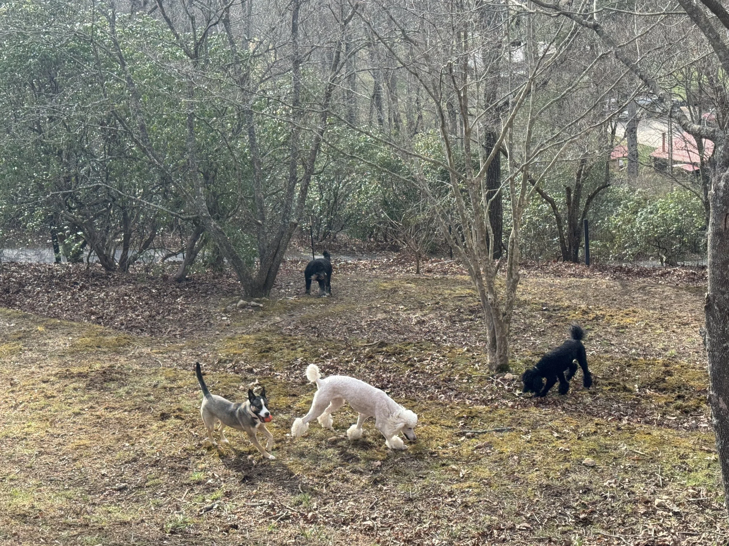 Group in Yard.jpg