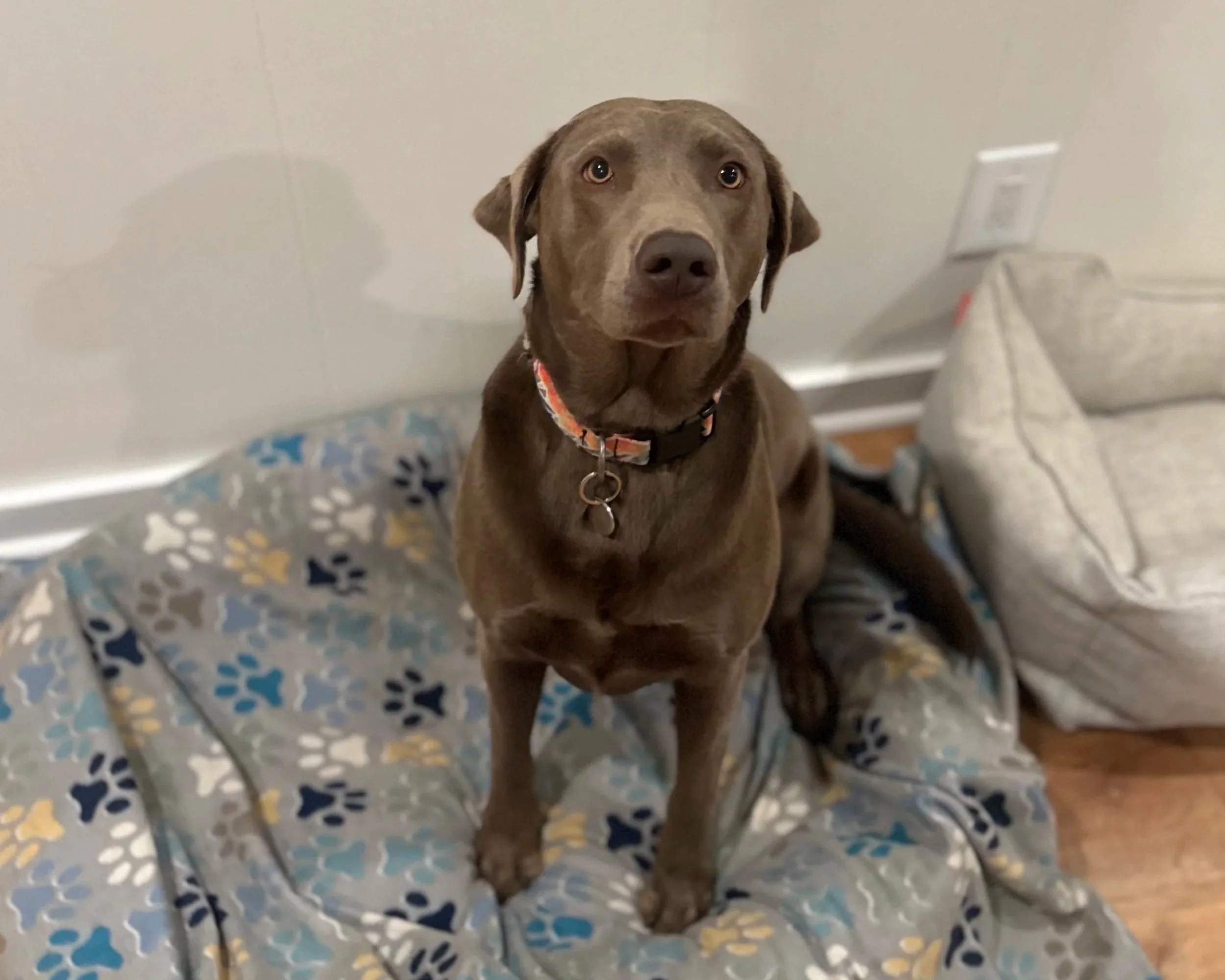 Pet Lodging