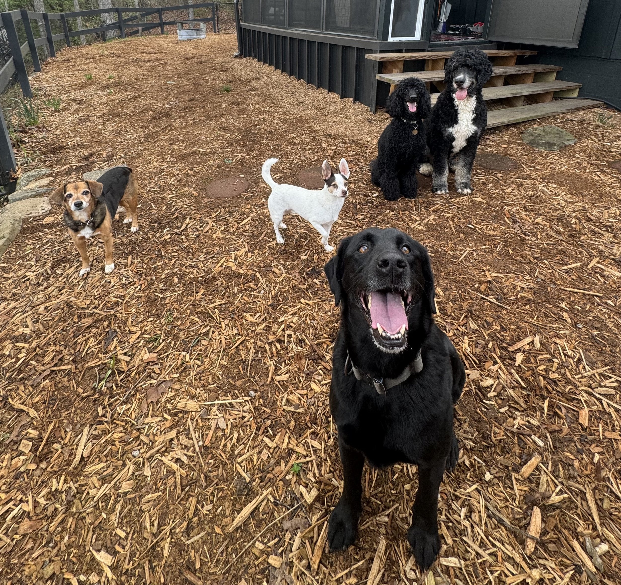 Dog Group Photo.jpg