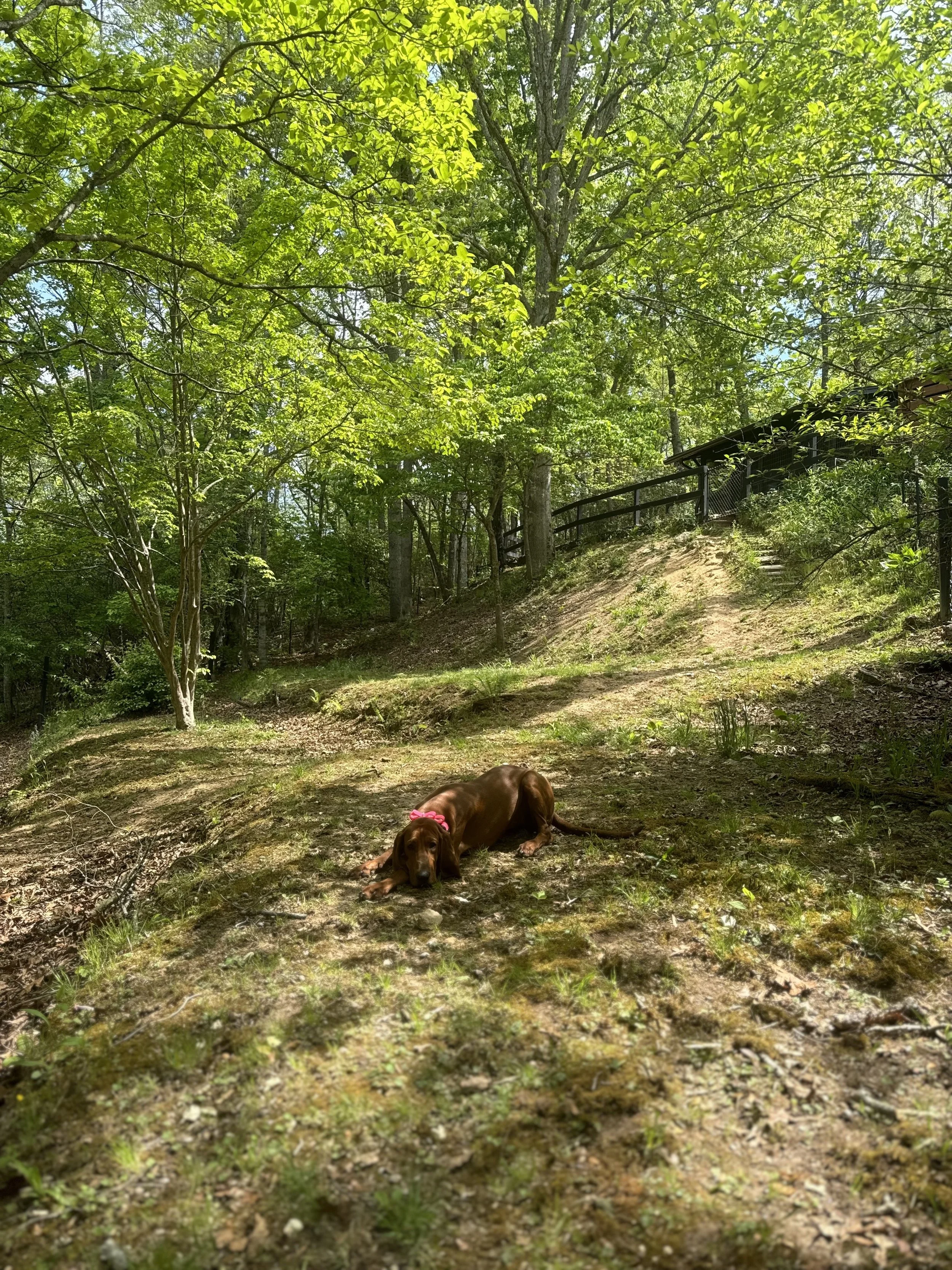 Annie in Yard.jpg