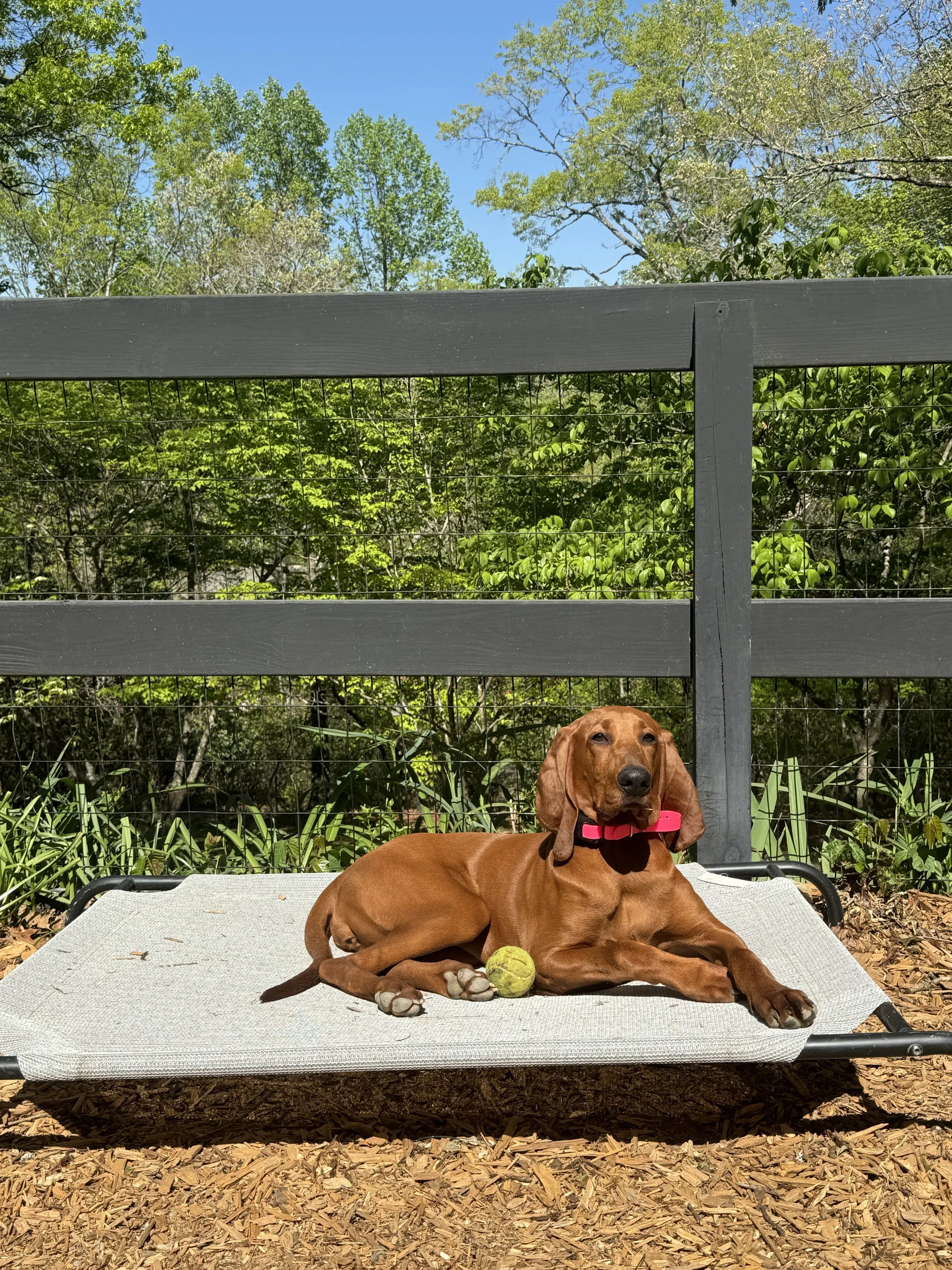 Annie Cot w Ball.jpg