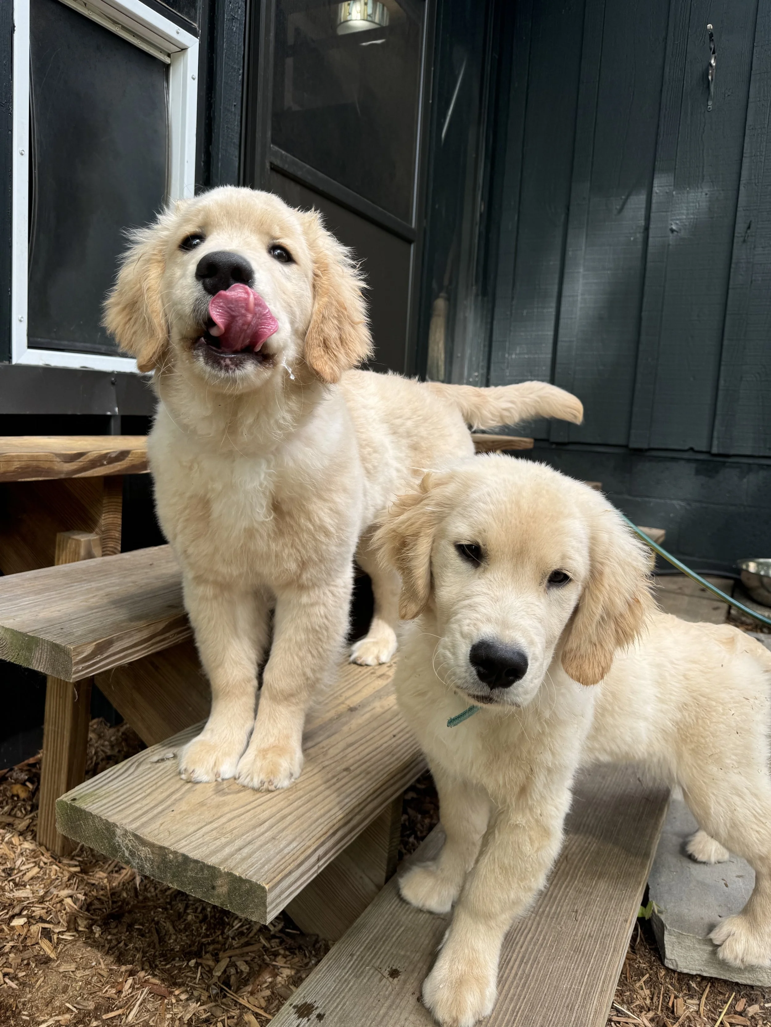 Gabe and Mabel Stairs.jpg
