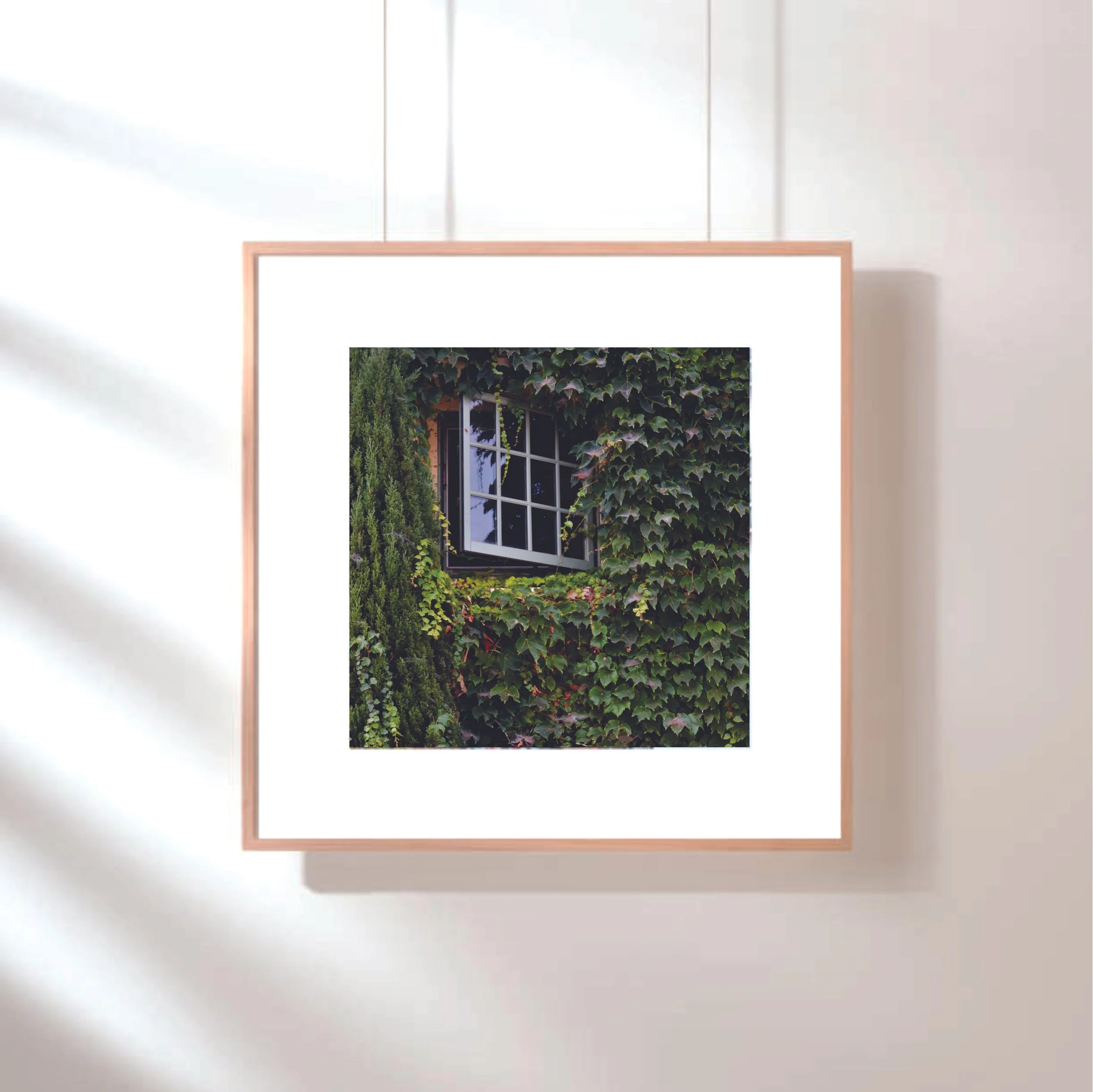 Ivy waal picture.jpg