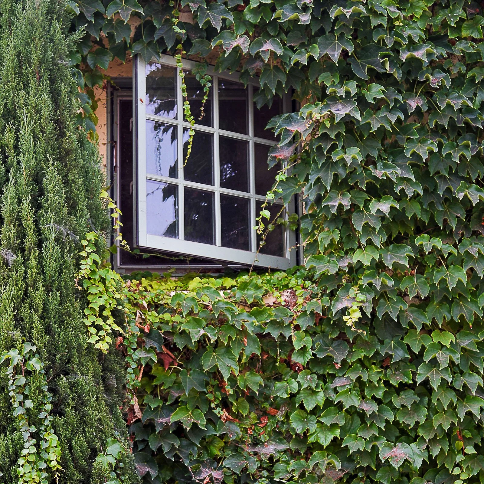 Unbeaten Path / Print