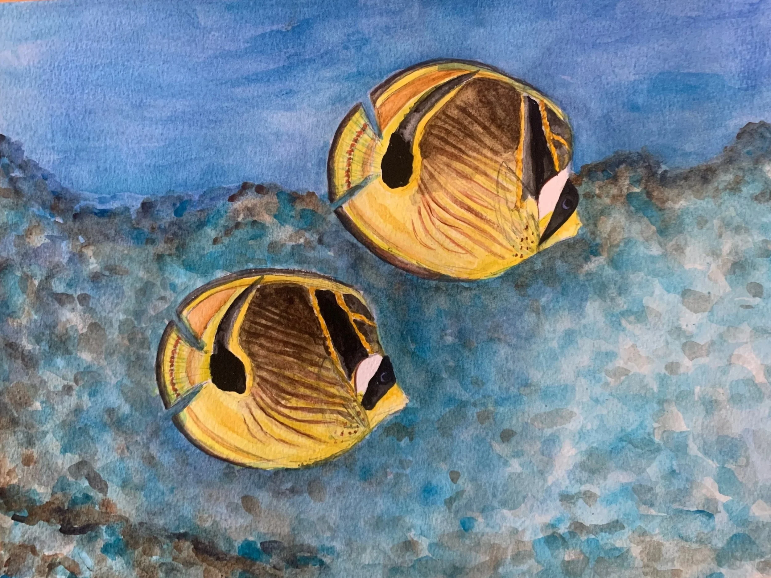 Raccoon Butterflyfish
