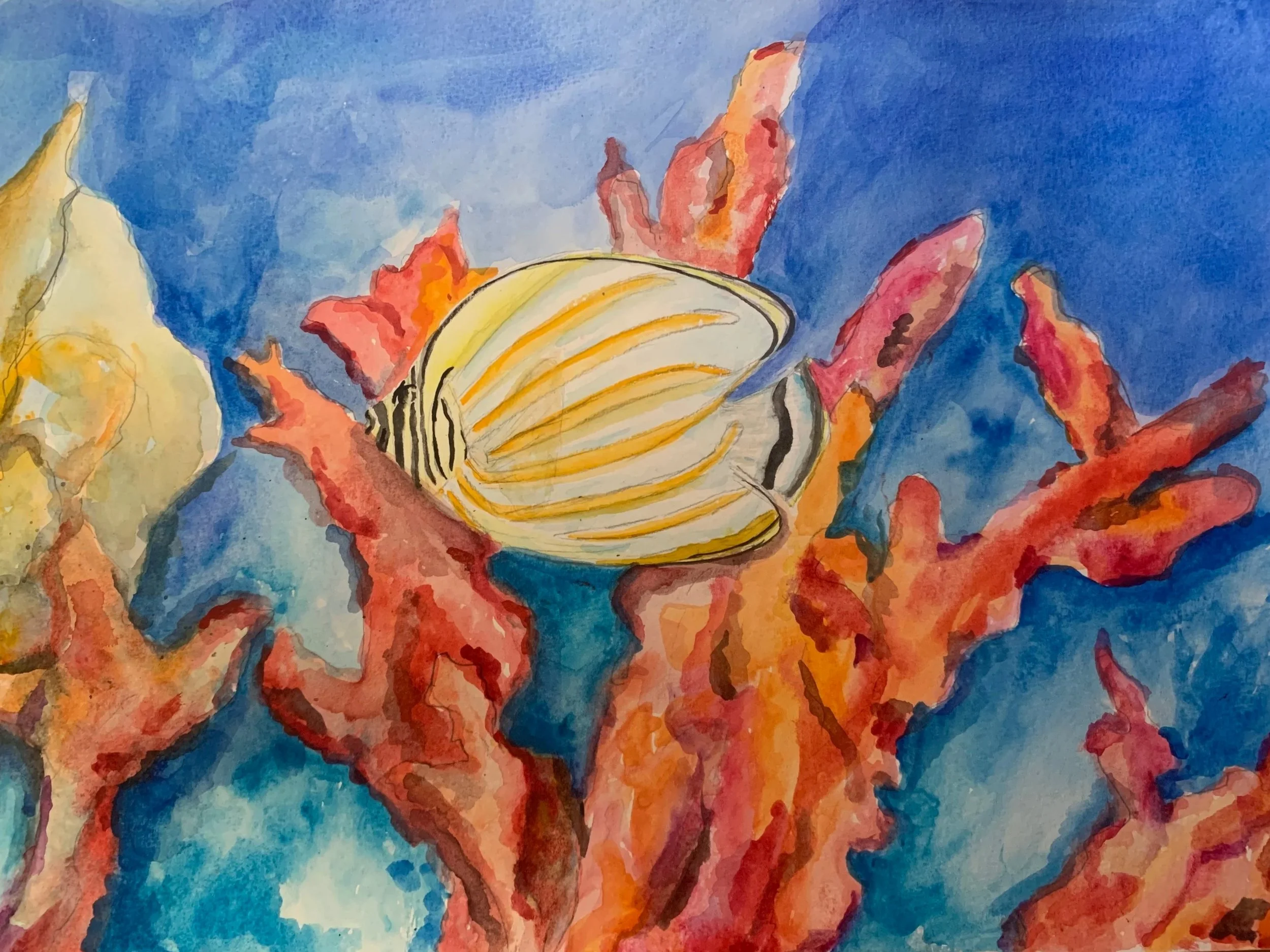 Ornate Butterflyfish