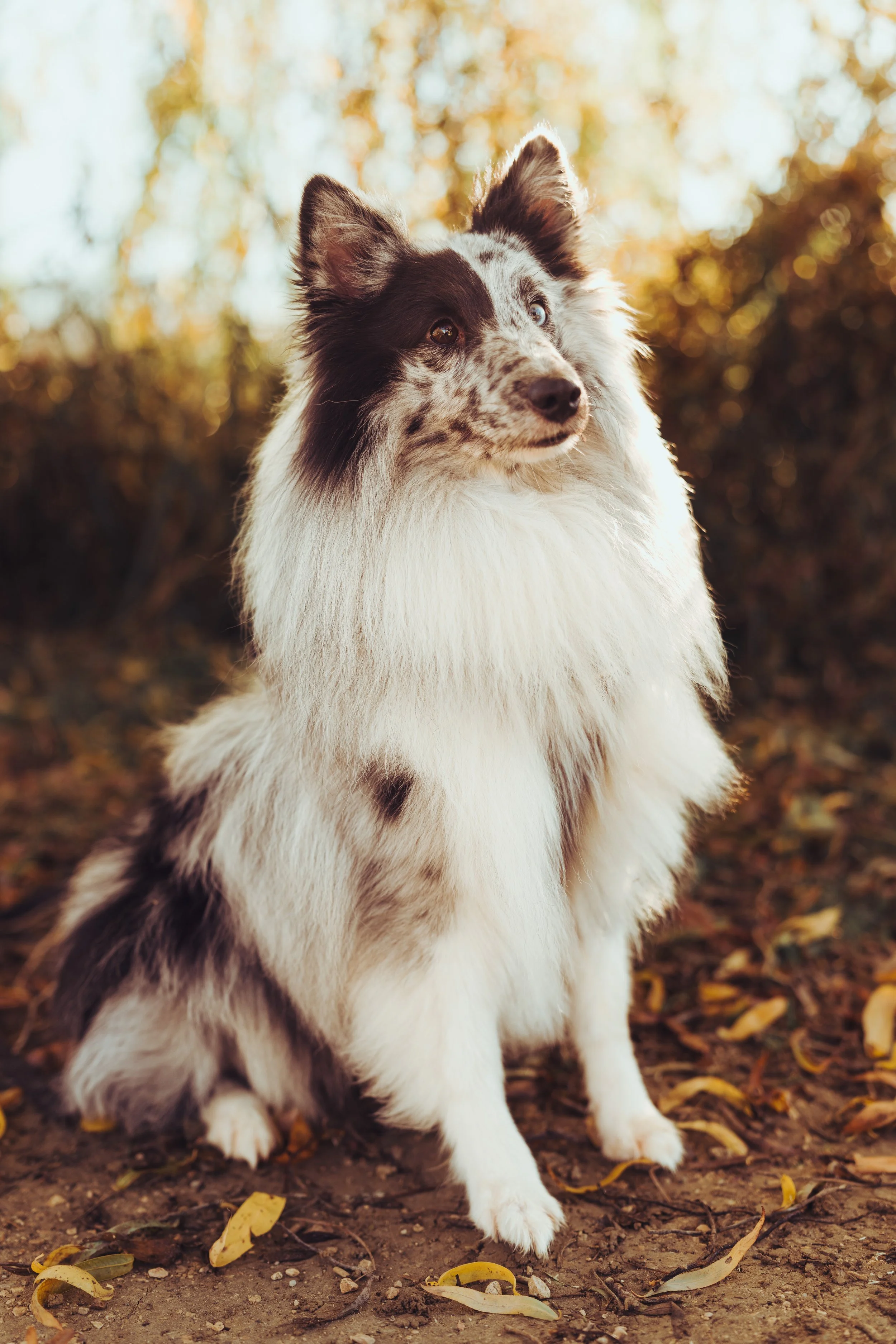 Photos chien Toulouse